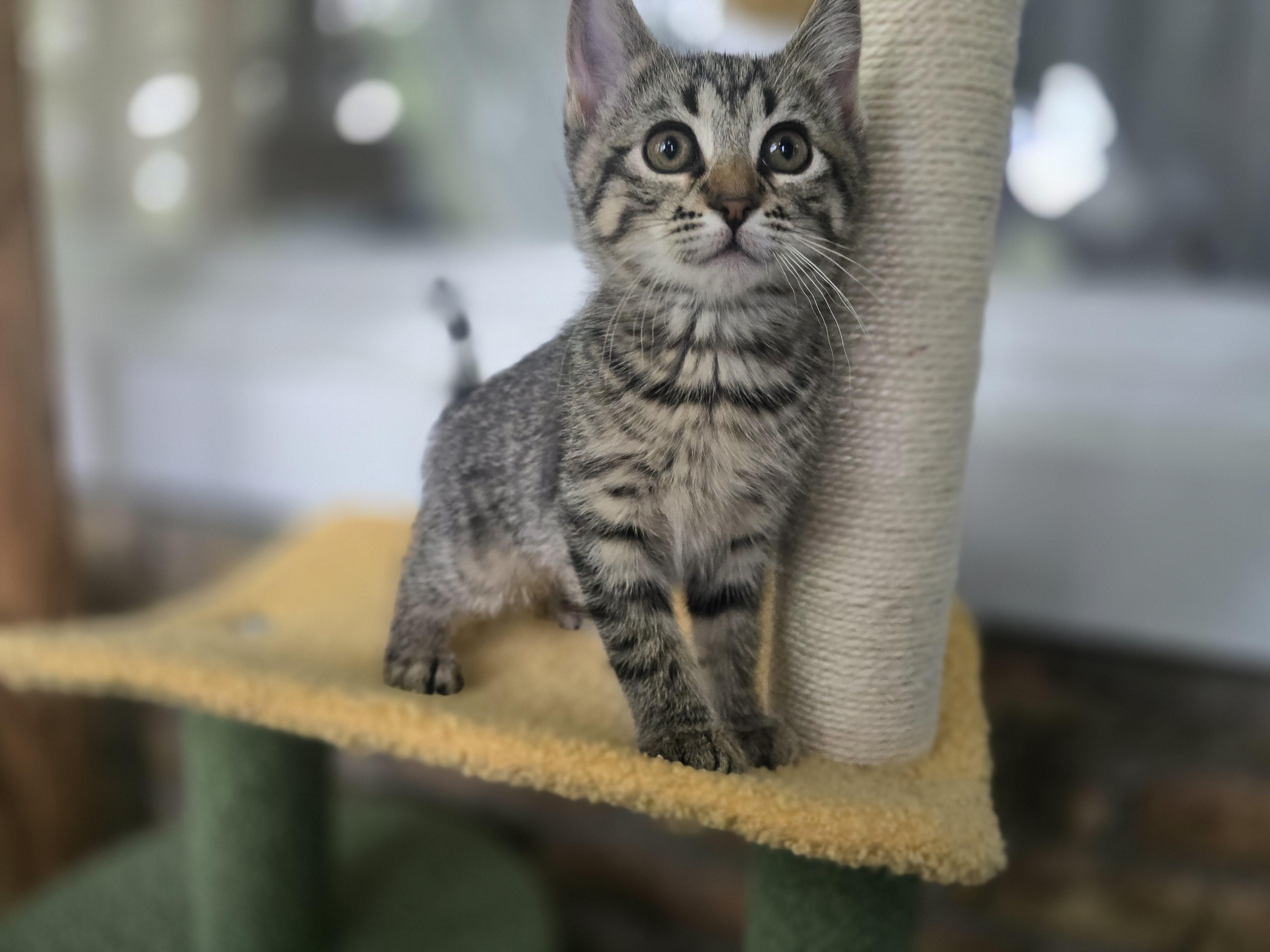 Enlarge Runt, a Adoptable mixed breed in Wadsworth, IL image 3/4