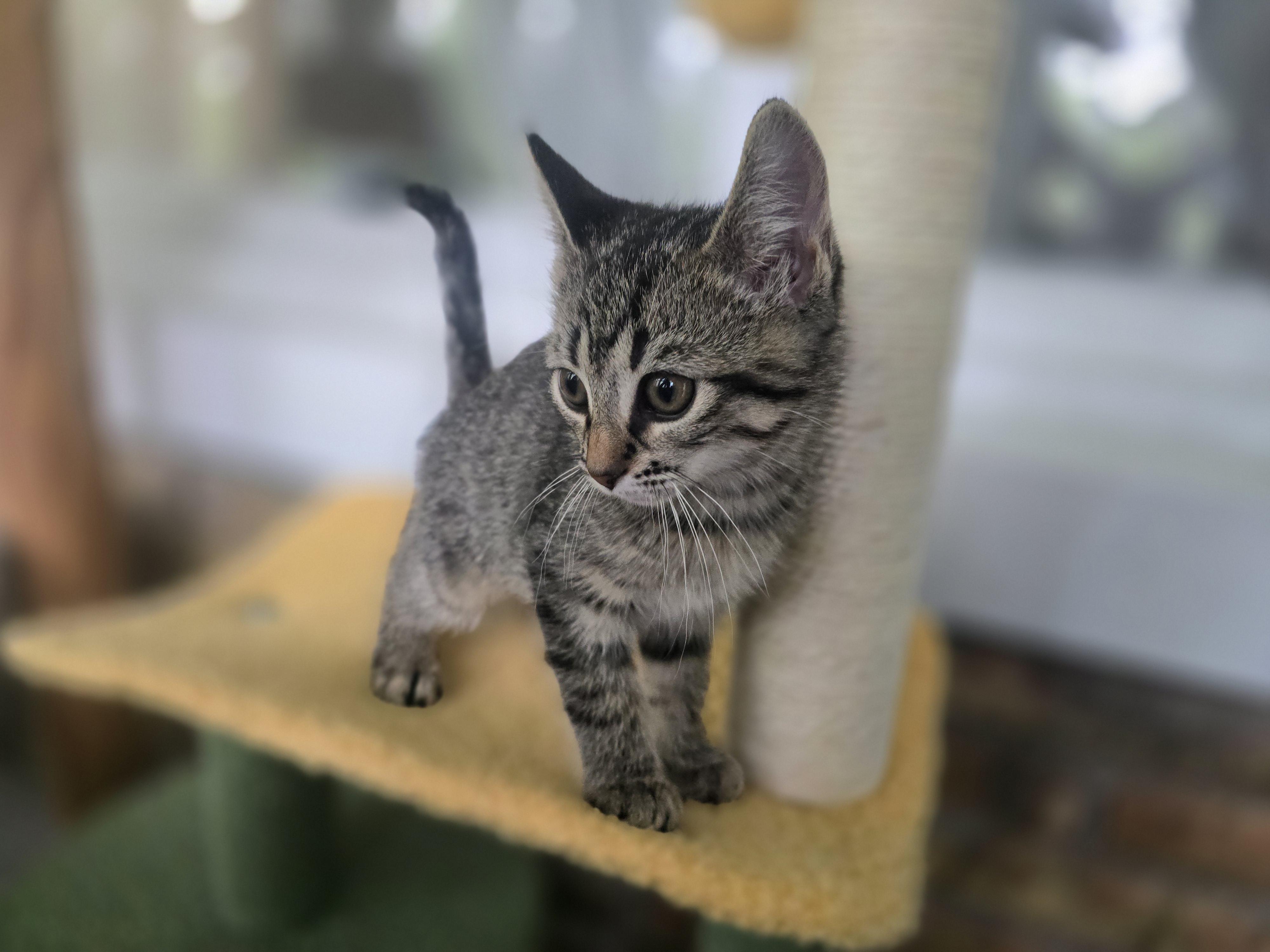 Enlarge Runt, a Adoptable mixed breed in Wadsworth, IL image 2/4