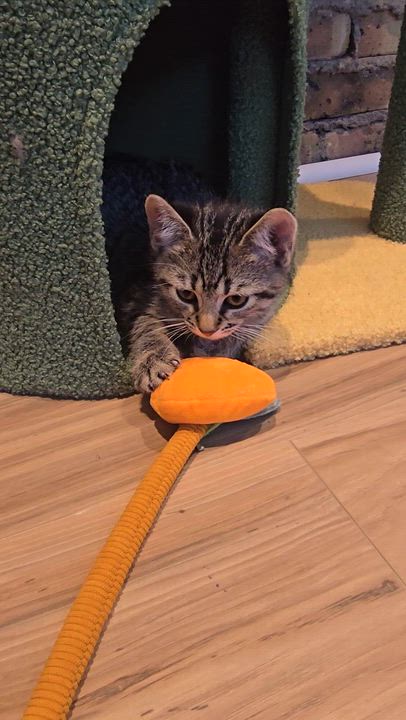 Enlarge Runt, a Adoptable mixed breed in Wadsworth, IL video 4/4