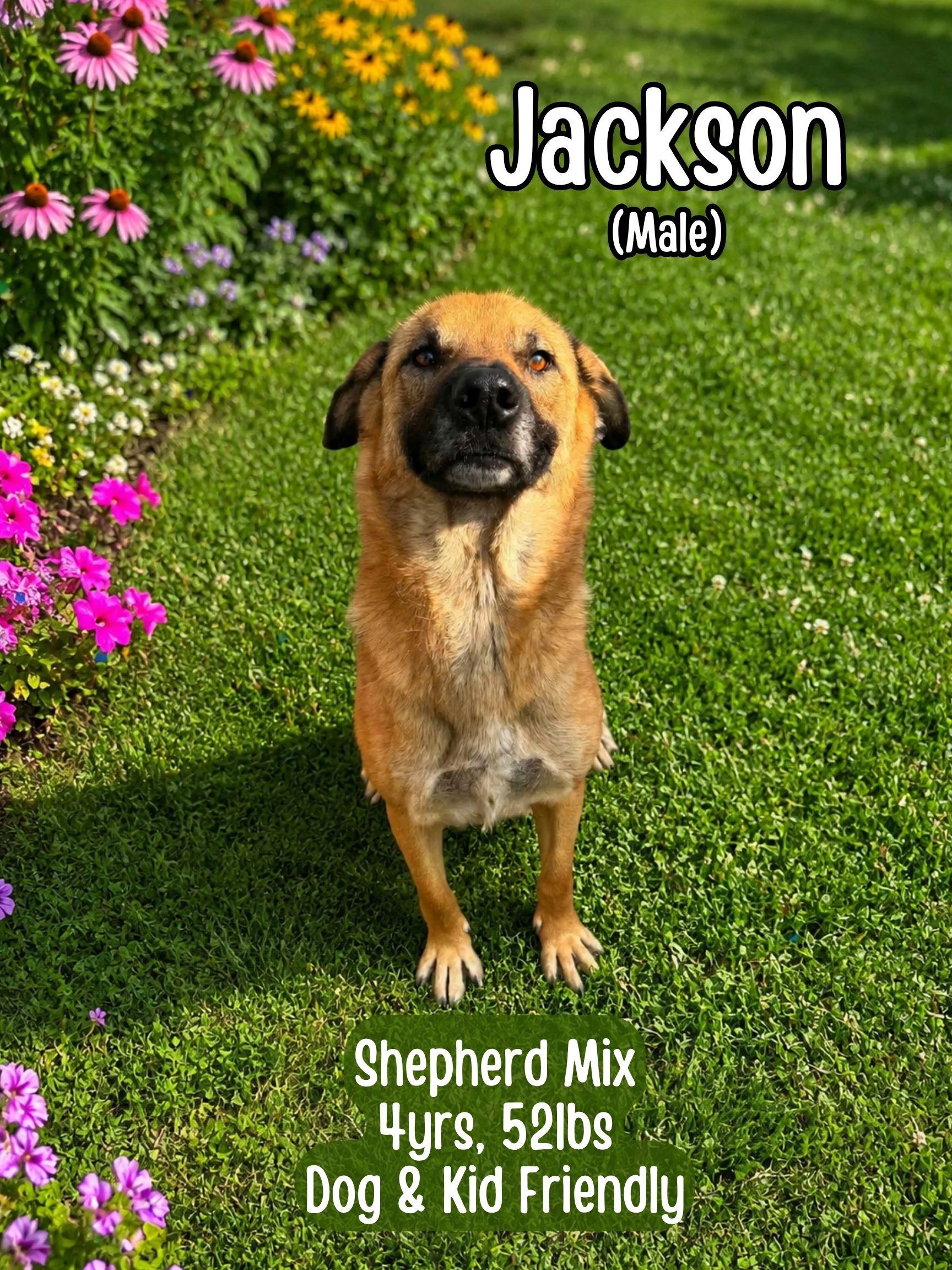 Enlarge Jackson, a ADOPTABLE mixed breed in Lancaster, KY image 2/3