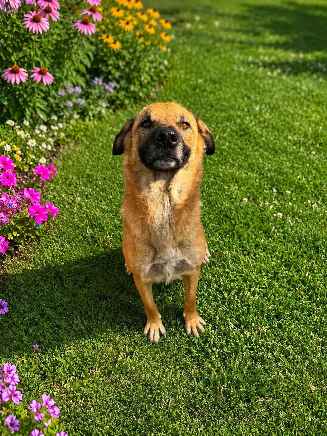 Enlarge Jackson, a ADOPTABLE mixed breed in Lancaster, KY image 3/3