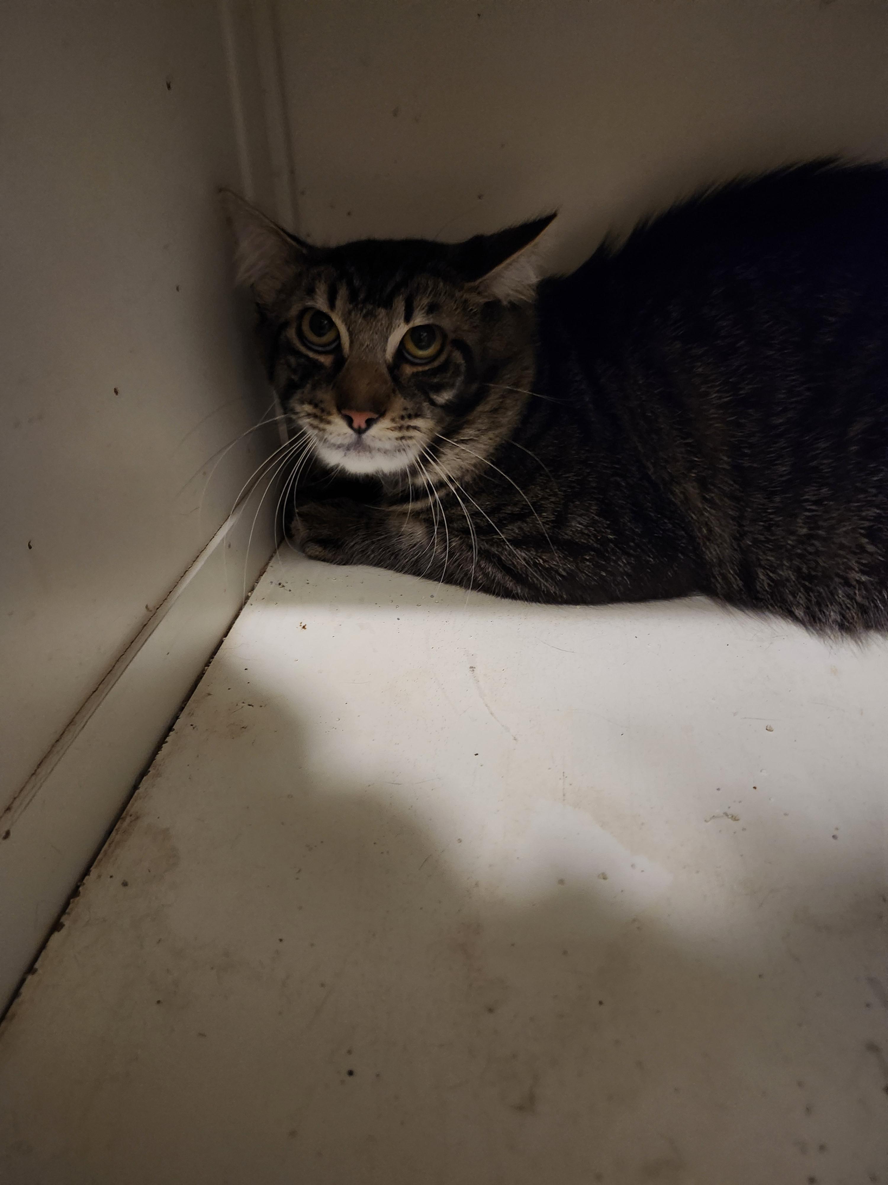 Dean, Adoptable, Adult Male American Shorthair.