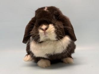 Alex, Adoptable, Adult Male Holland Lop.