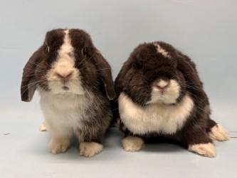 Enlarge Alex, a Adoptable Holland Lop in Golden Valley, MN image 2/2