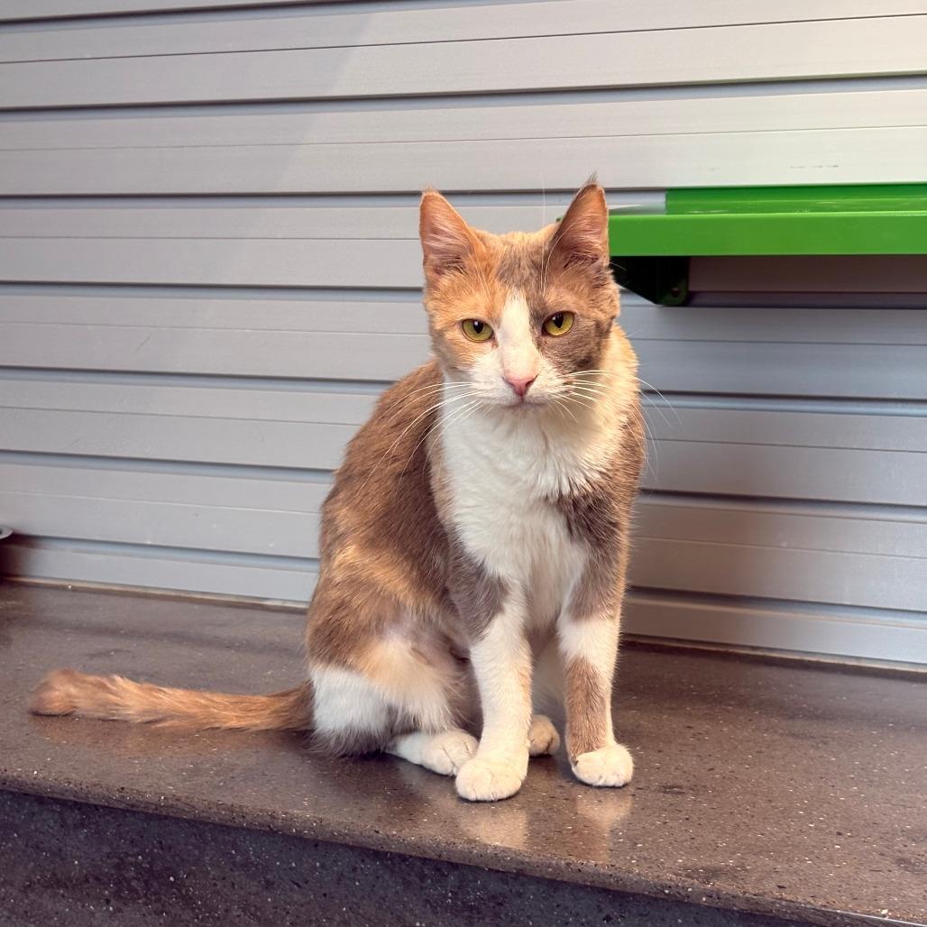 Toffee, a Adoptable Domestic Short Hair in Hailey, ID image 1/6