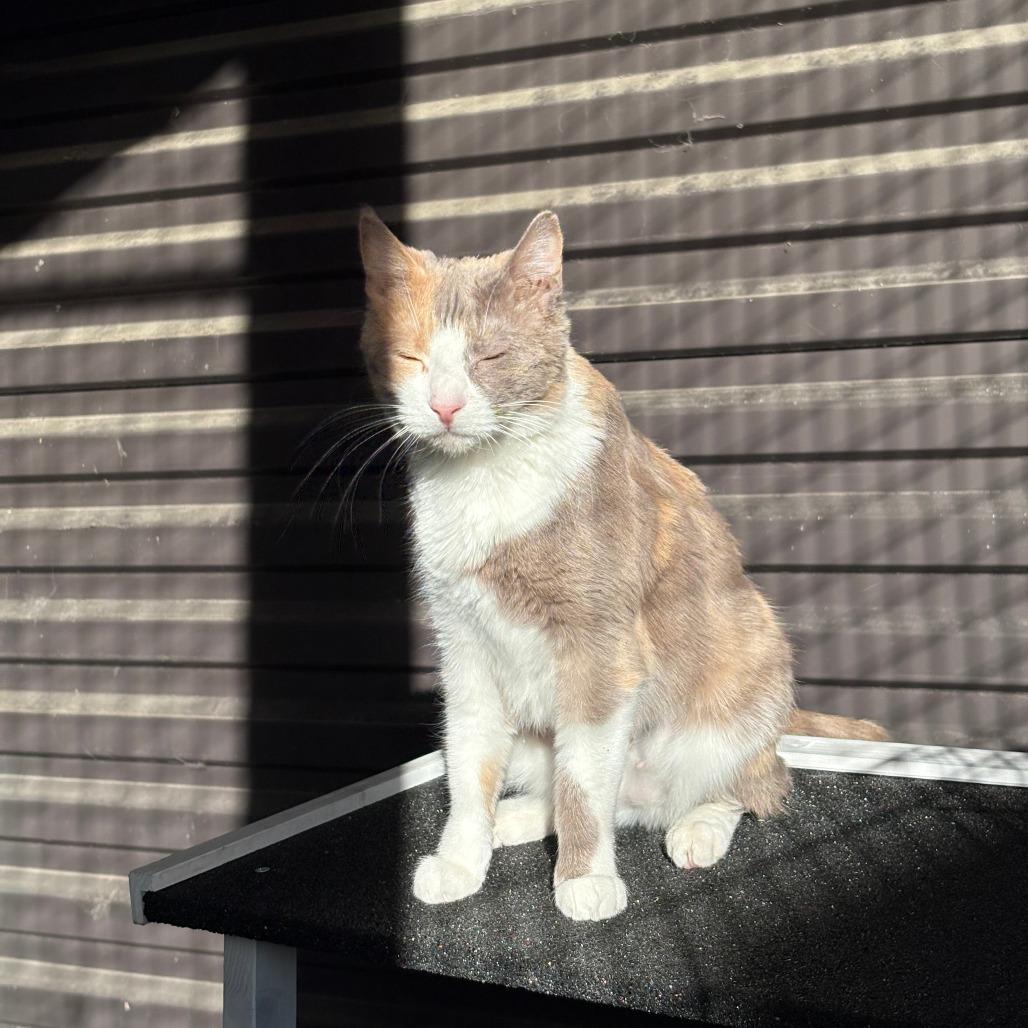 Toffee, a Adoptable Domestic Short Hair in Hailey, ID image 2/6