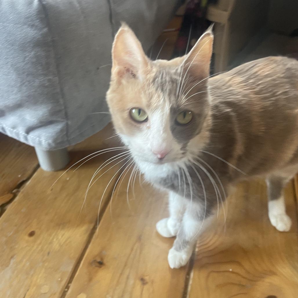 Toffee, a Adoptable Domestic Short Hair in Hailey, ID image 3/6