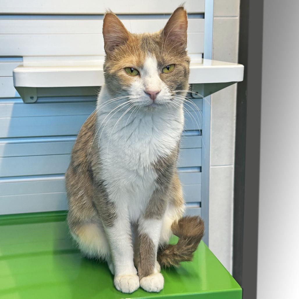 Toffee, a Adoptable Domestic Short Hair in Hailey, ID image 4/6