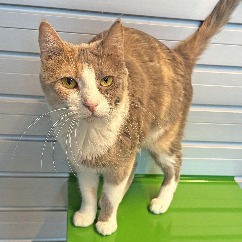 Toffee, a Adoptable Domestic Short Hair in Hailey, ID image 5/6