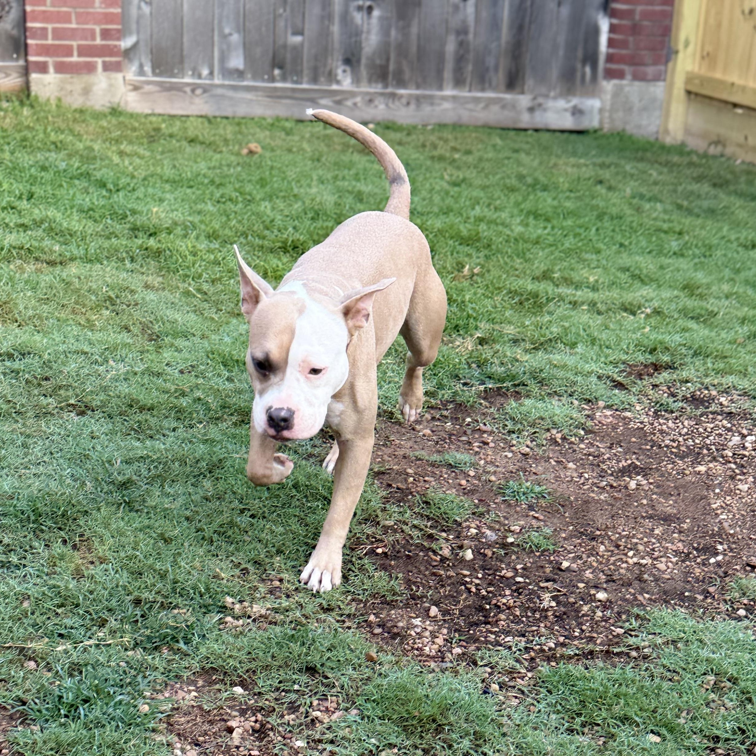Amber, an adoptable American Staffordshire Terrier in Snohomish, WA, 98296 | Photo Image 3