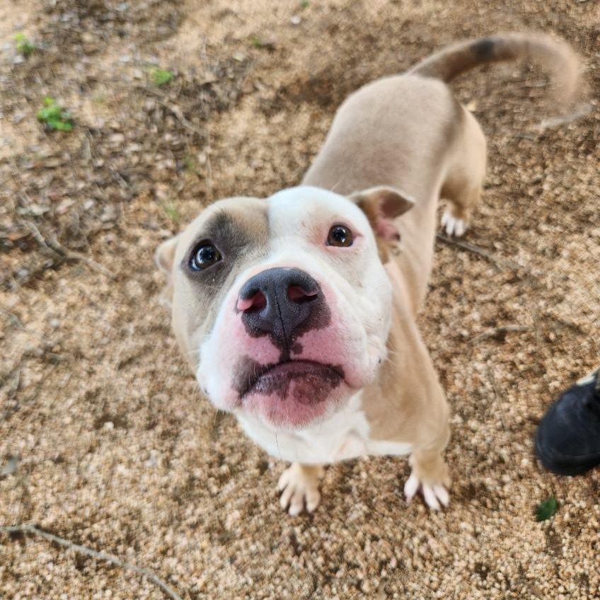 Amber, an adoptable American Staffordshire Terrier in Snohomish, WA, 98296 | Photo Image 6