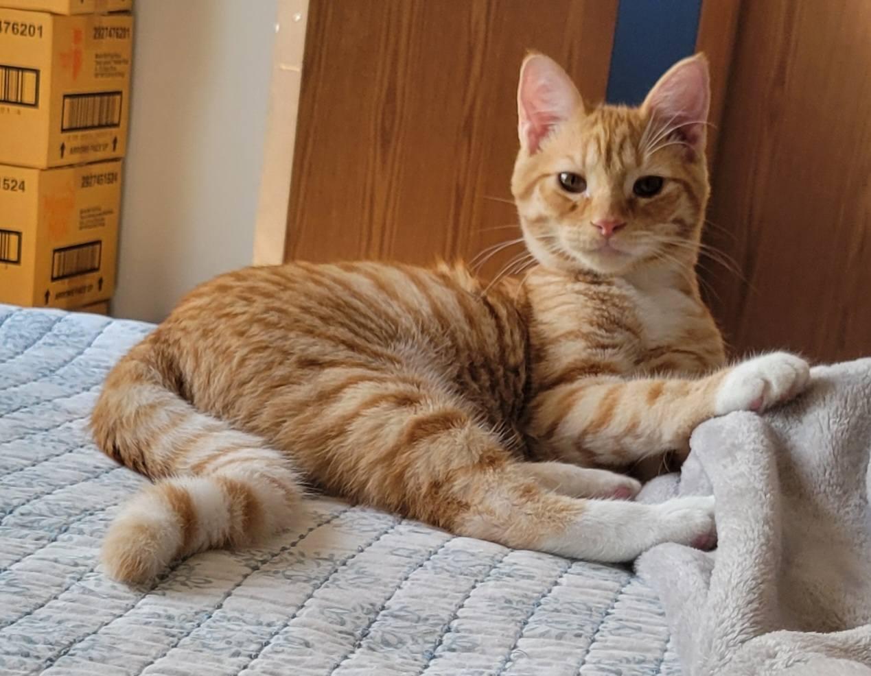 Enlarge Joey, a Adoptable Domestic Short Hair in Fort Ripley, MN image 1/2