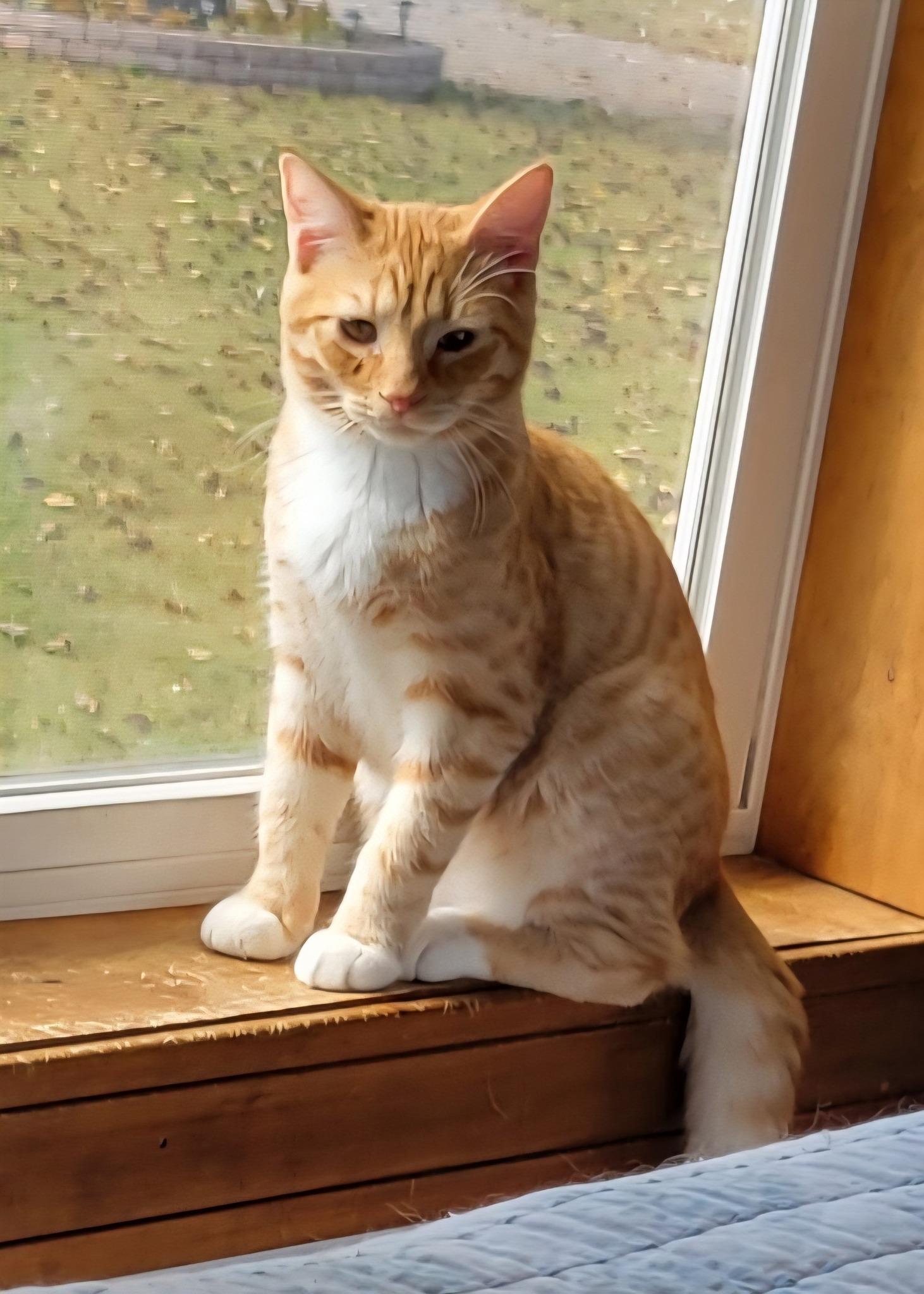 Enlarge Joey, a Adoptable Domestic Short Hair in Fort Ripley, MN image 2/2