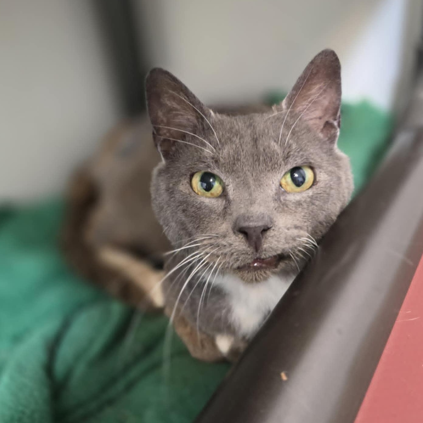 Skrungles and Grimple *Bonded Pair*