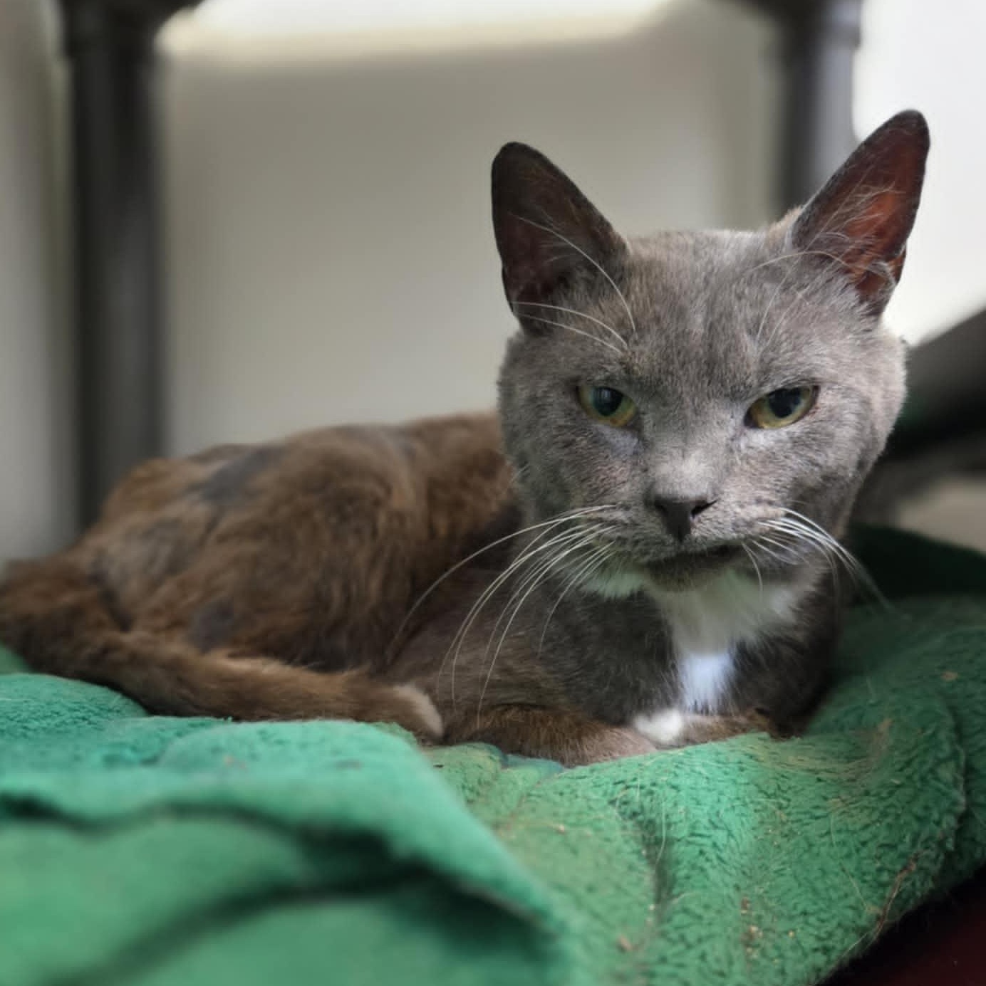 Skrungles and Grimple *Bonded Pair*