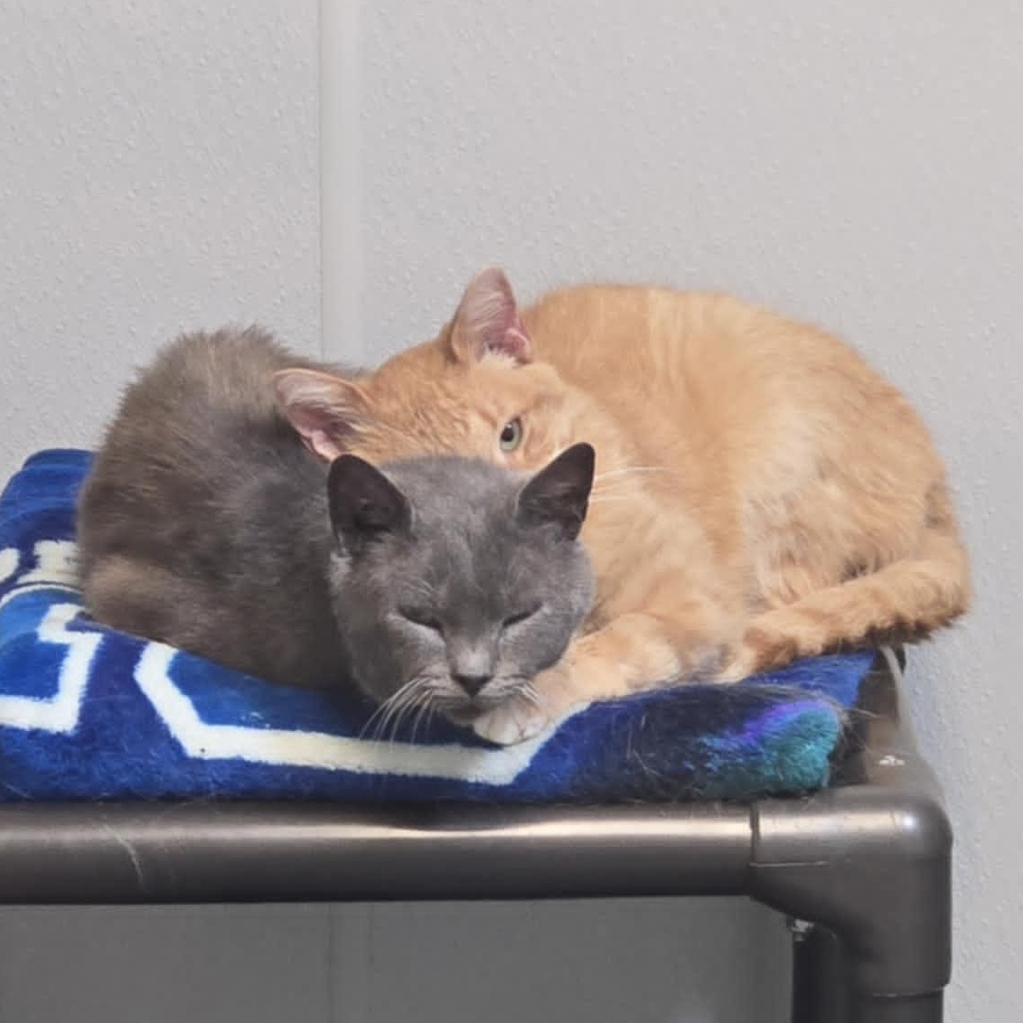 Skrungles and Grimple *Bonded Pair*