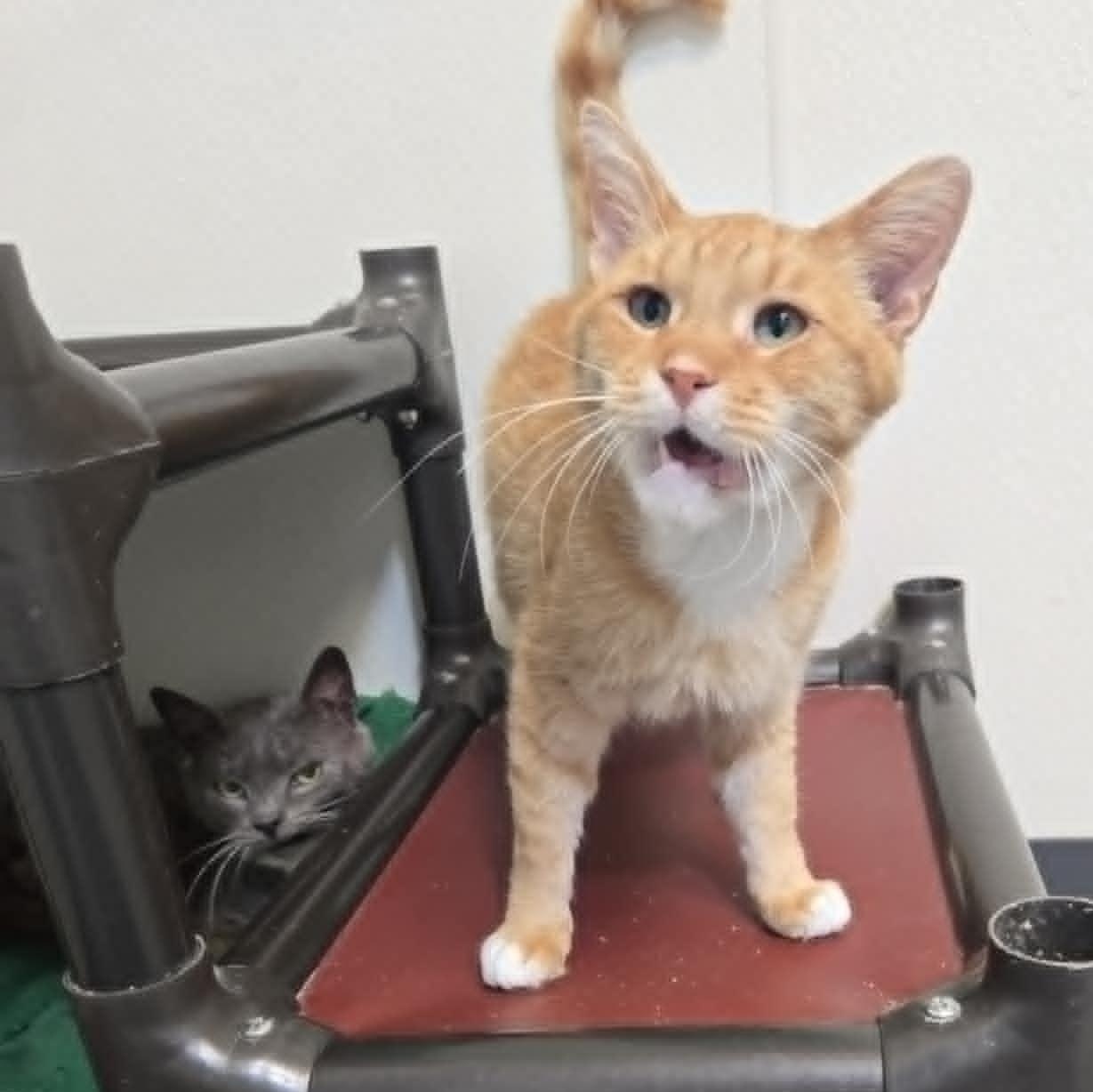 Skrungles and Grimple *Bonded Pair*