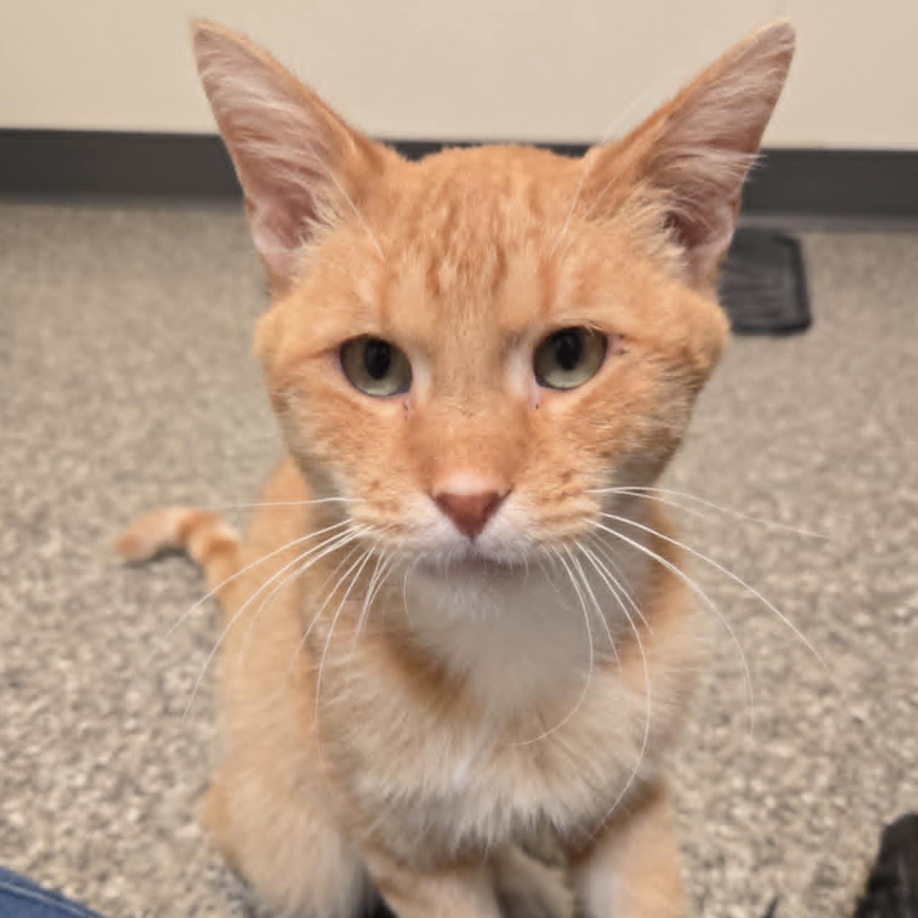 Skrungles and Grimple *Bonded Pair*