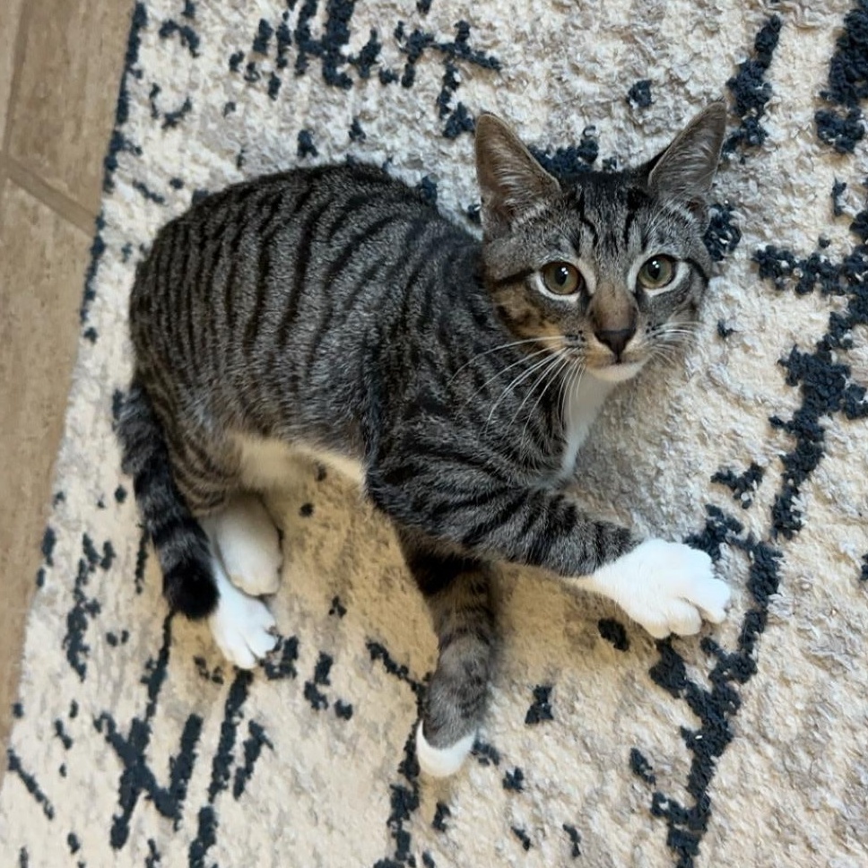 Baby Mango, Adopted, Young Male Domestic Short Hair & Tabby.