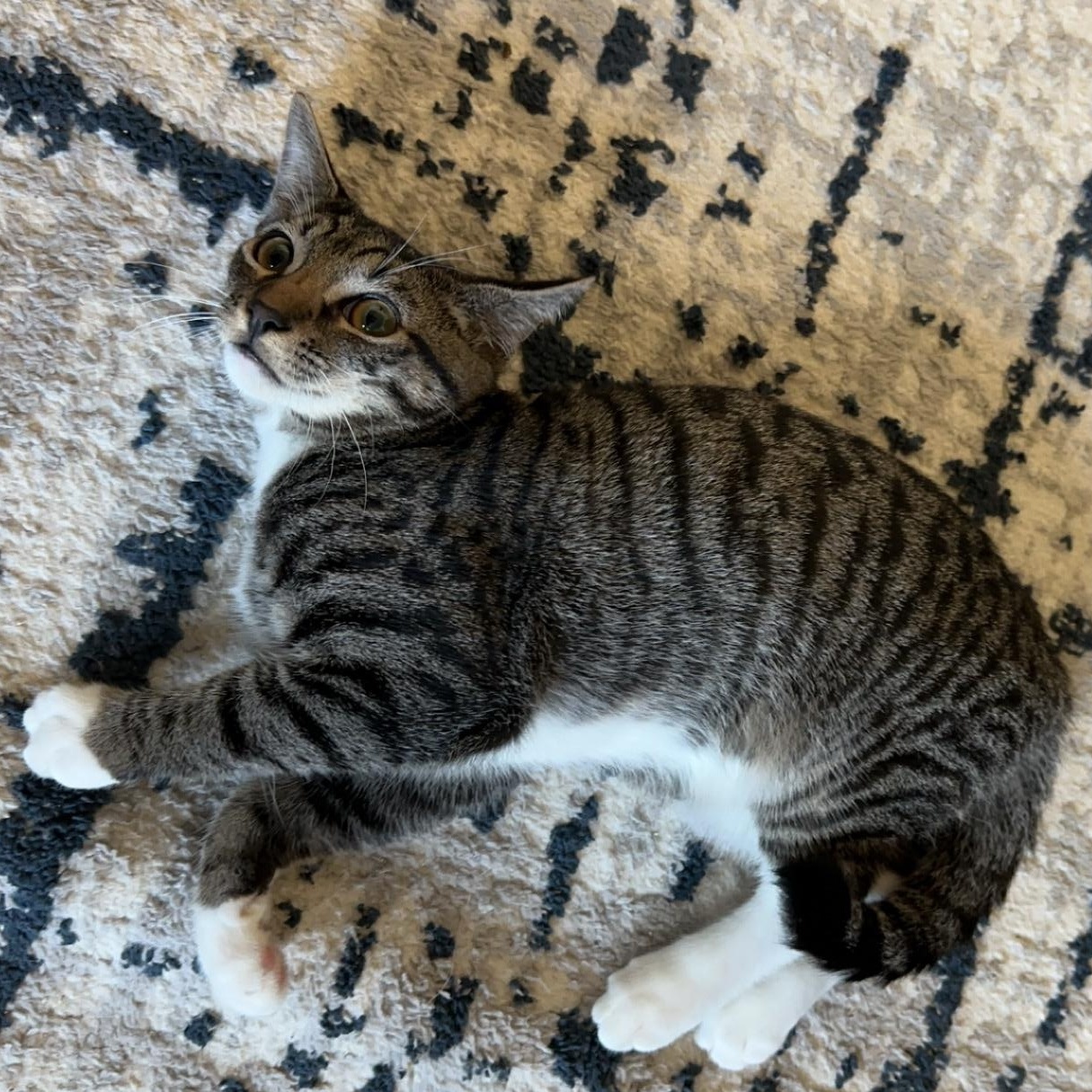 Baby Mango, a Adopted mixed breed in Tigard, OR image 2/6