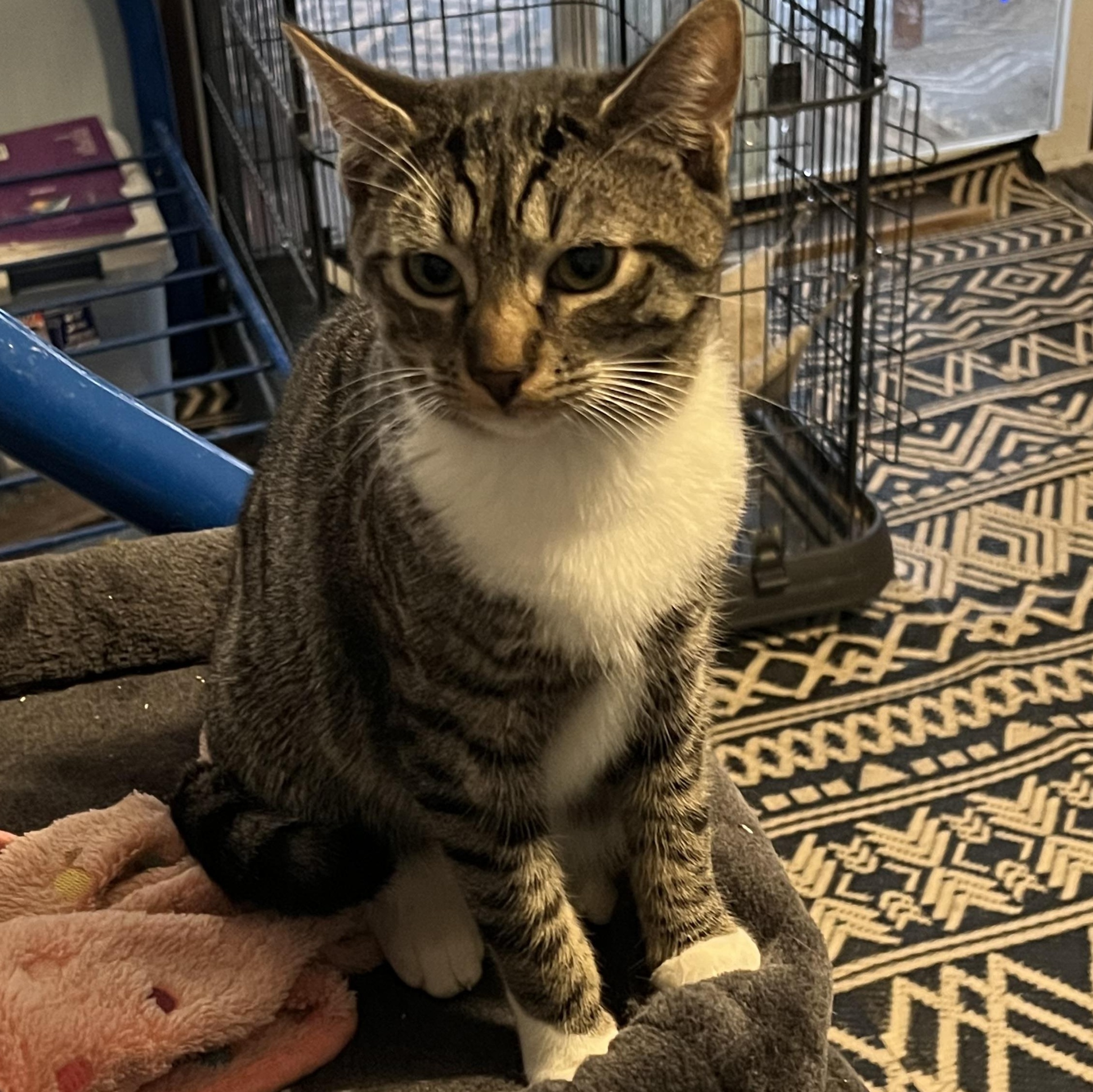 Baby Mango, a Adopted mixed breed in Tigard, OR image 4/6