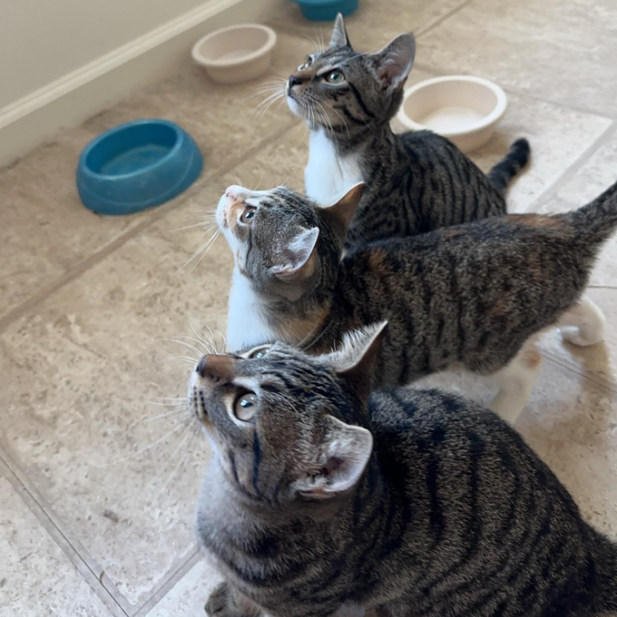 Baby Mango, a Adopted mixed breed in Tigard, OR image 5/6