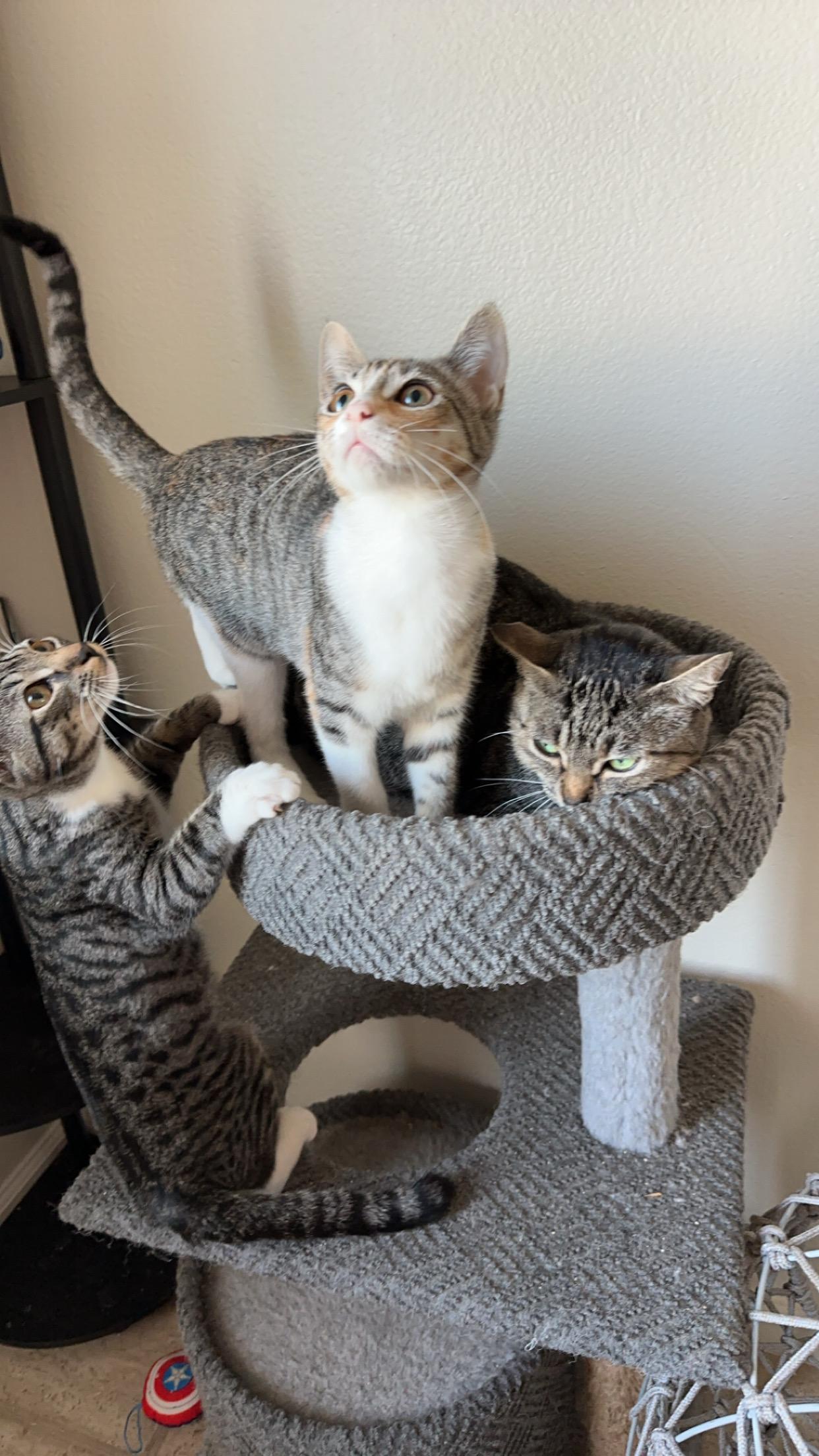 Baby Mango, a Adopted mixed breed in Tigard, OR image 6/6