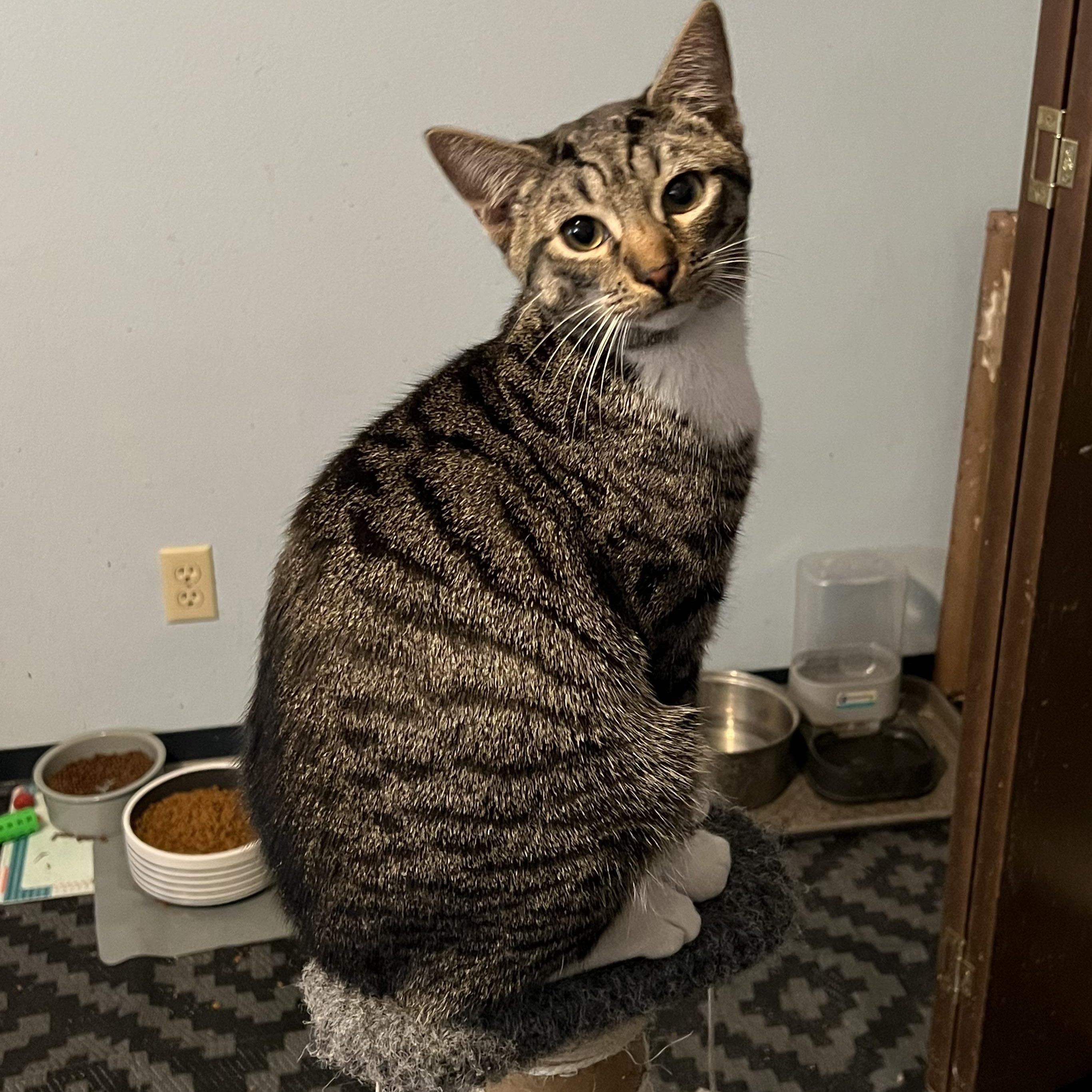 Baby Mango, a Adopted mixed breed in Tigard, OR image 3/6