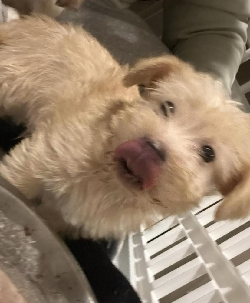 Bun, Adoptable, Puppy Male Terrier.