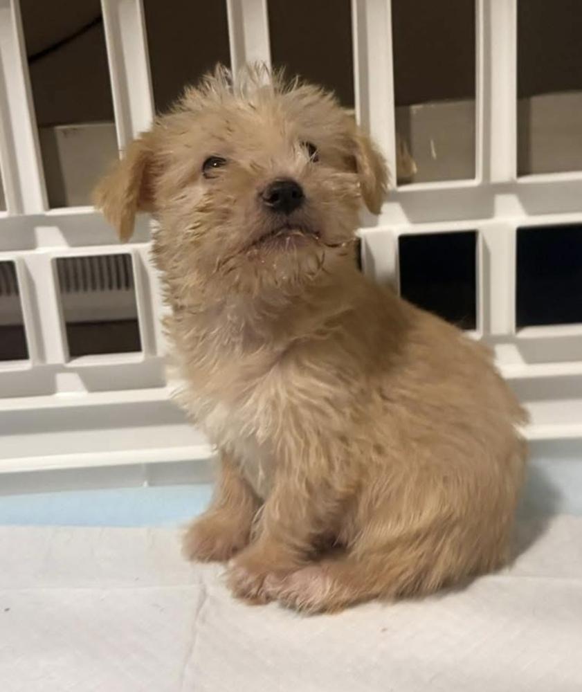 Enlarge Bun, a Adoptable mixed breed in Cheektowaga, NY image 2/2