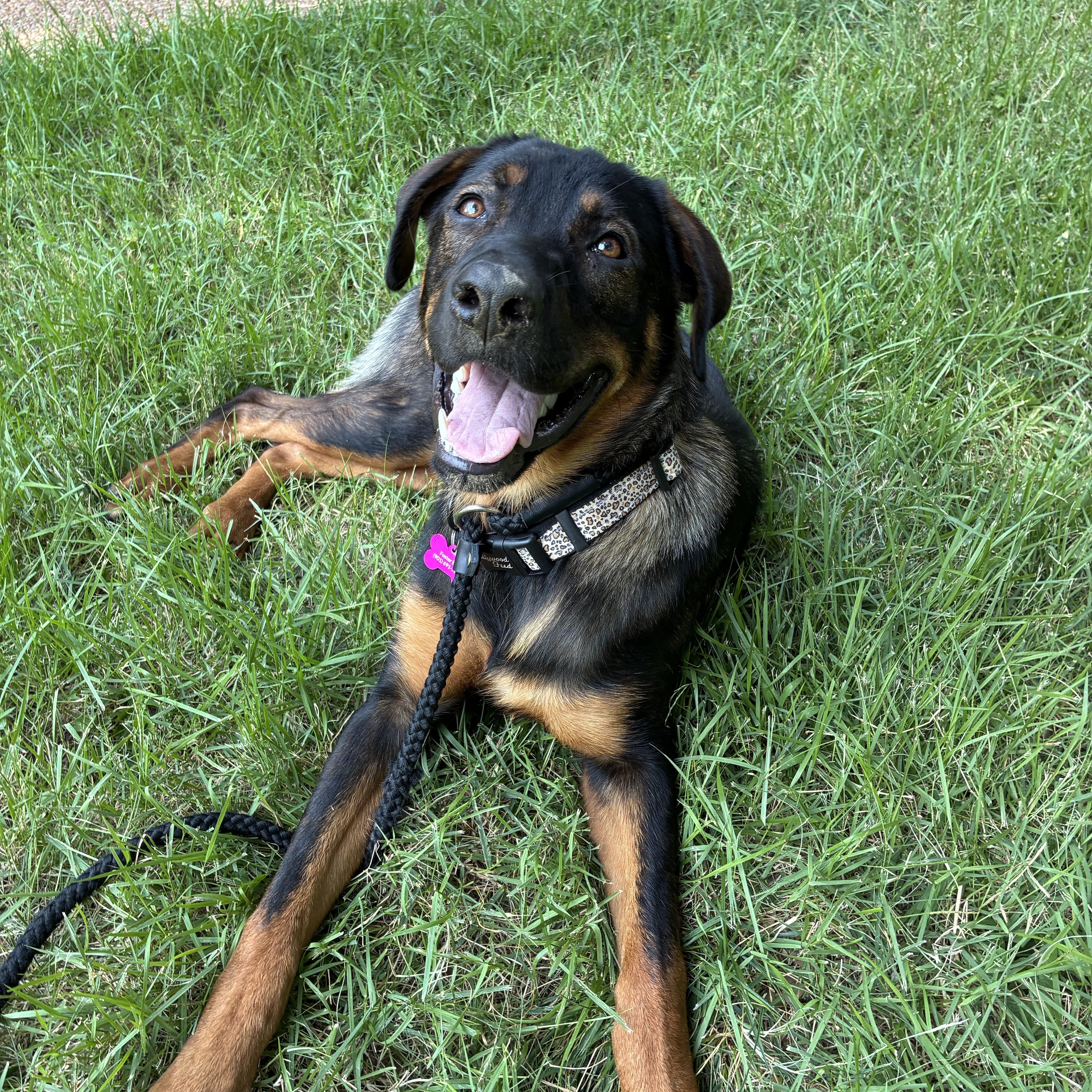 Magnolia "Maggie", ADOPTABLE, Young Female German Shepherd Dog.