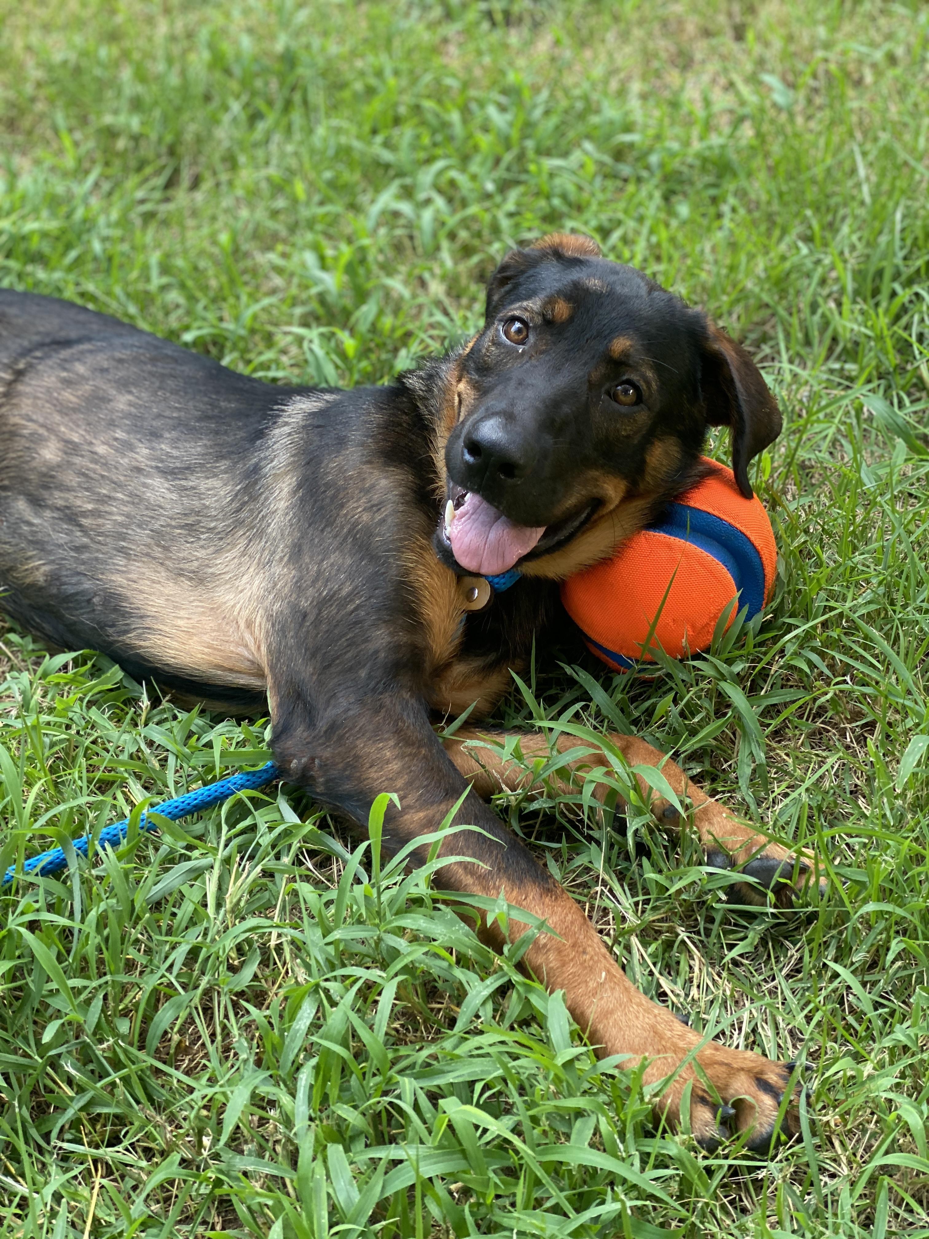 Magnolia "Maggie", a ADOPTABLE mixed breed in Ludlow, KY image 4/5