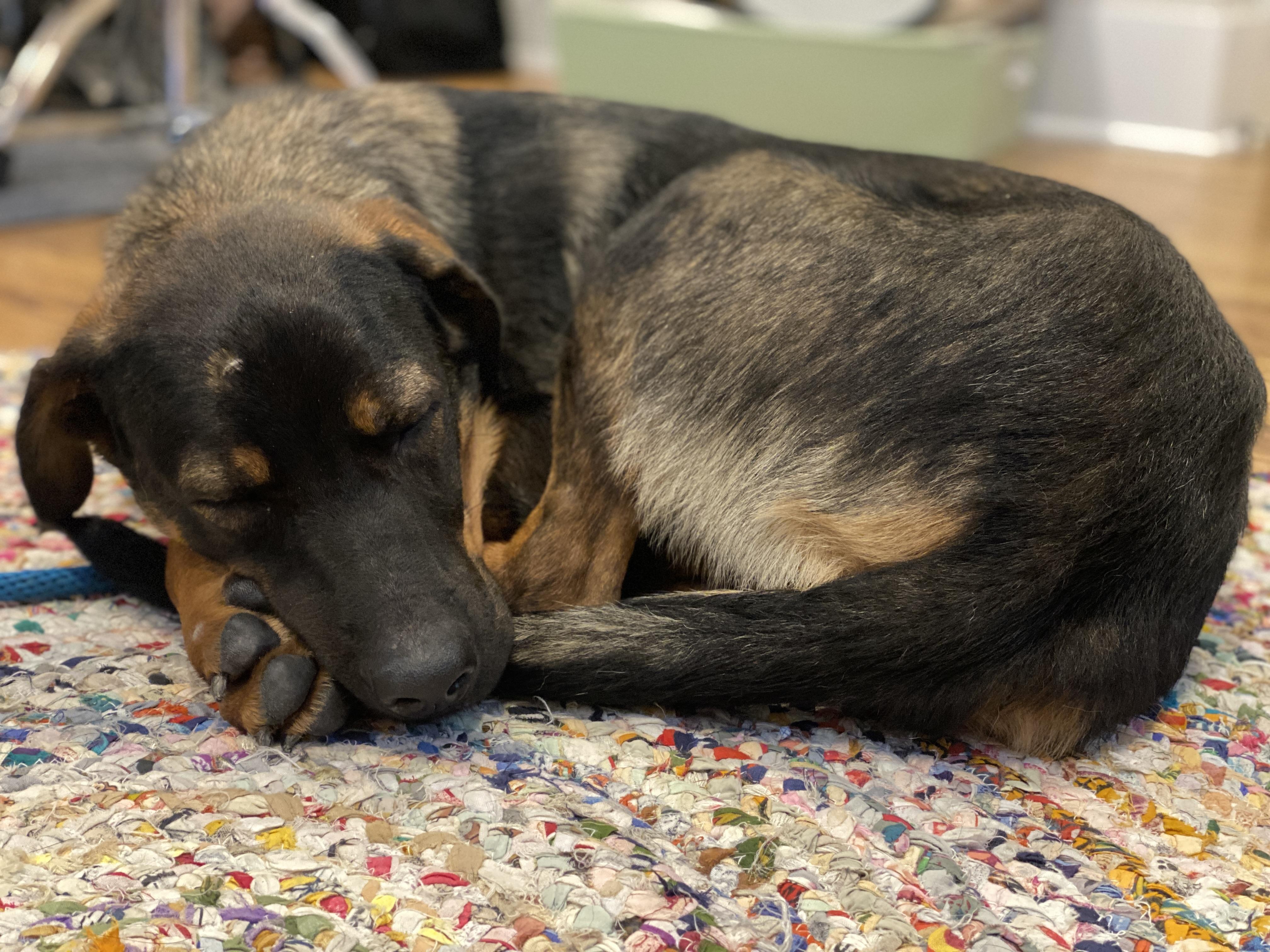 Magnolia "Maggie", a ADOPTABLE mixed breed in Ludlow, KY image 5/5
