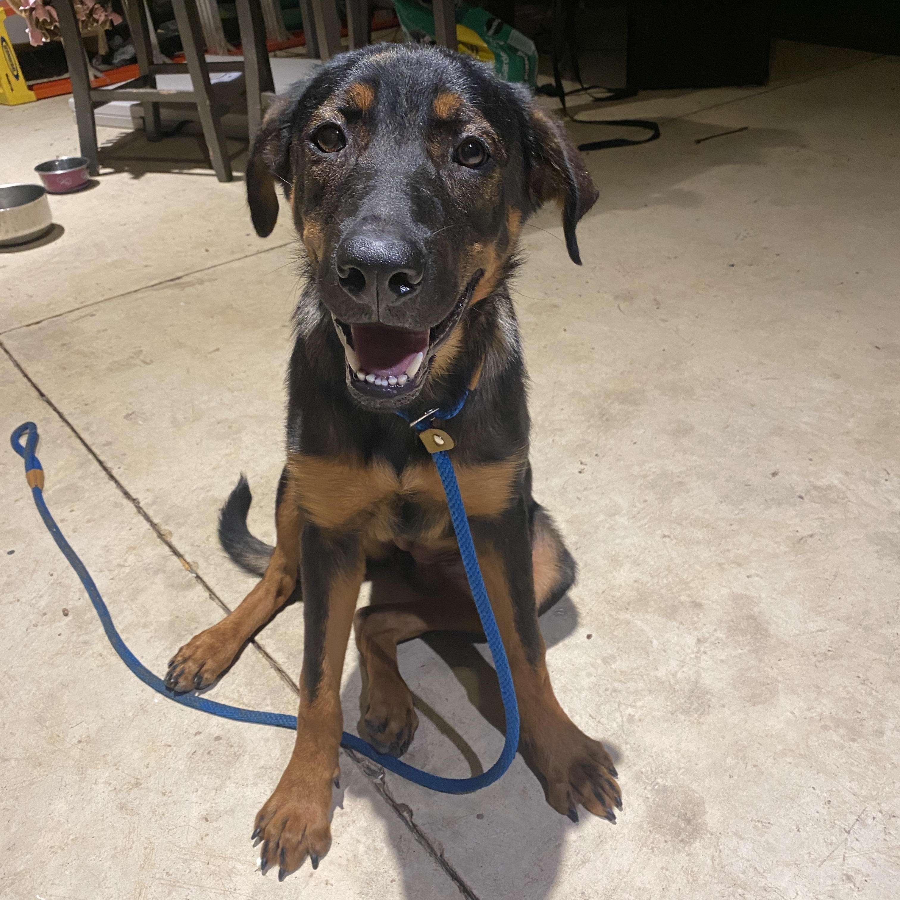 Magnolia "Maggie", a ADOPTABLE mixed breed in Ludlow, KY image 2/5