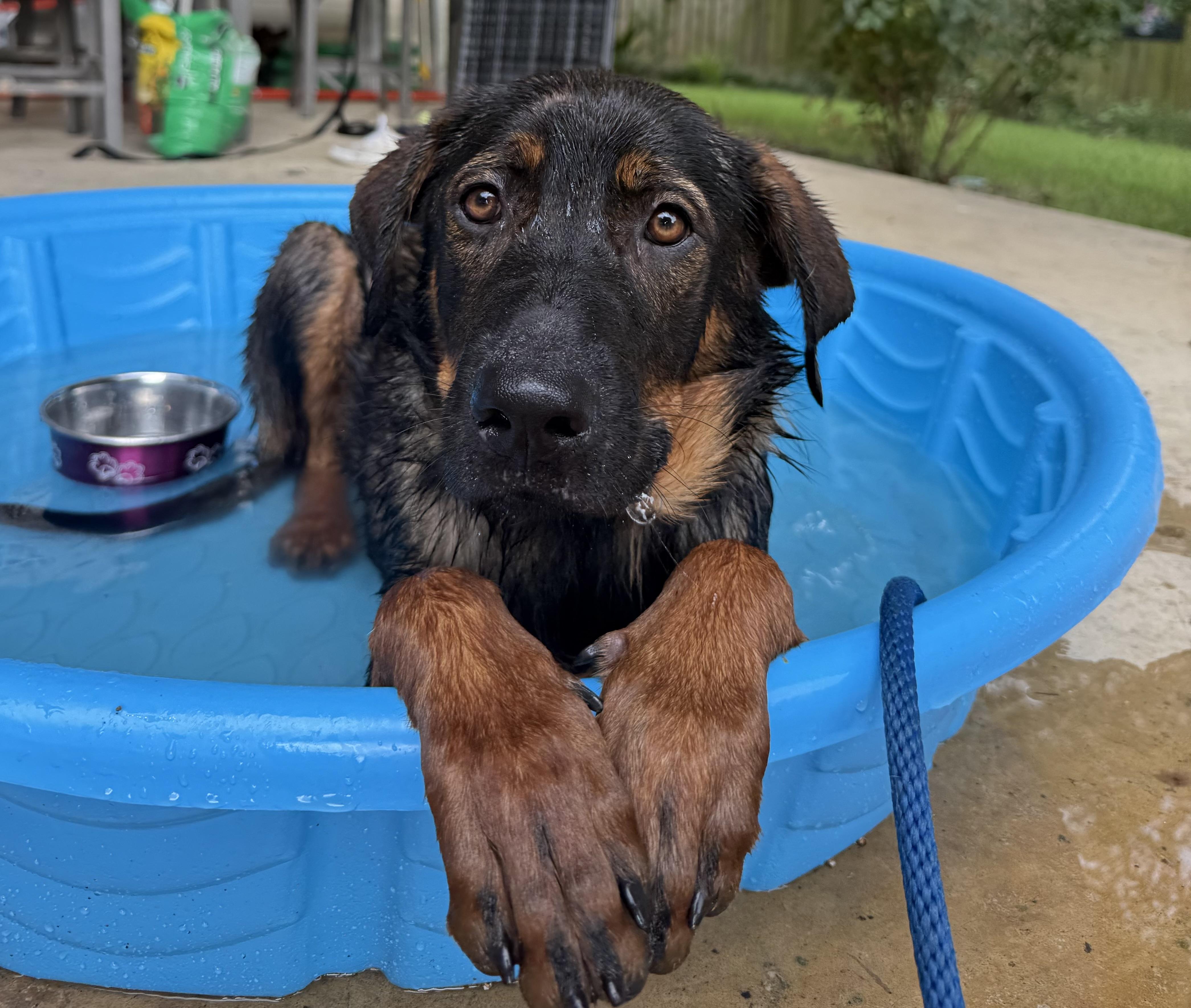Magnolia "Maggie", a ADOPTABLE mixed breed in Ludlow, KY image 3/5