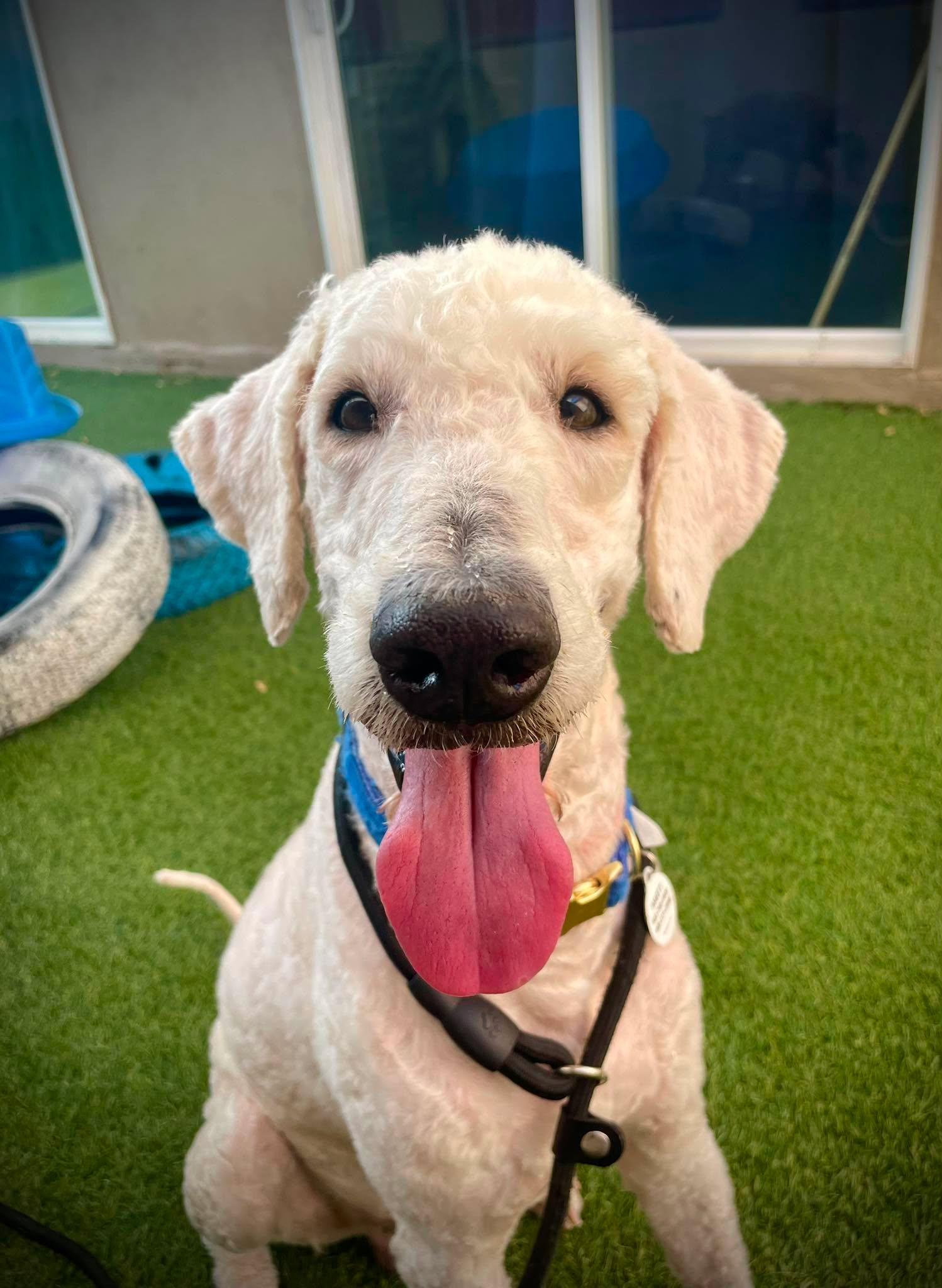 Boone, adopted, Adult Male Labradoodle.