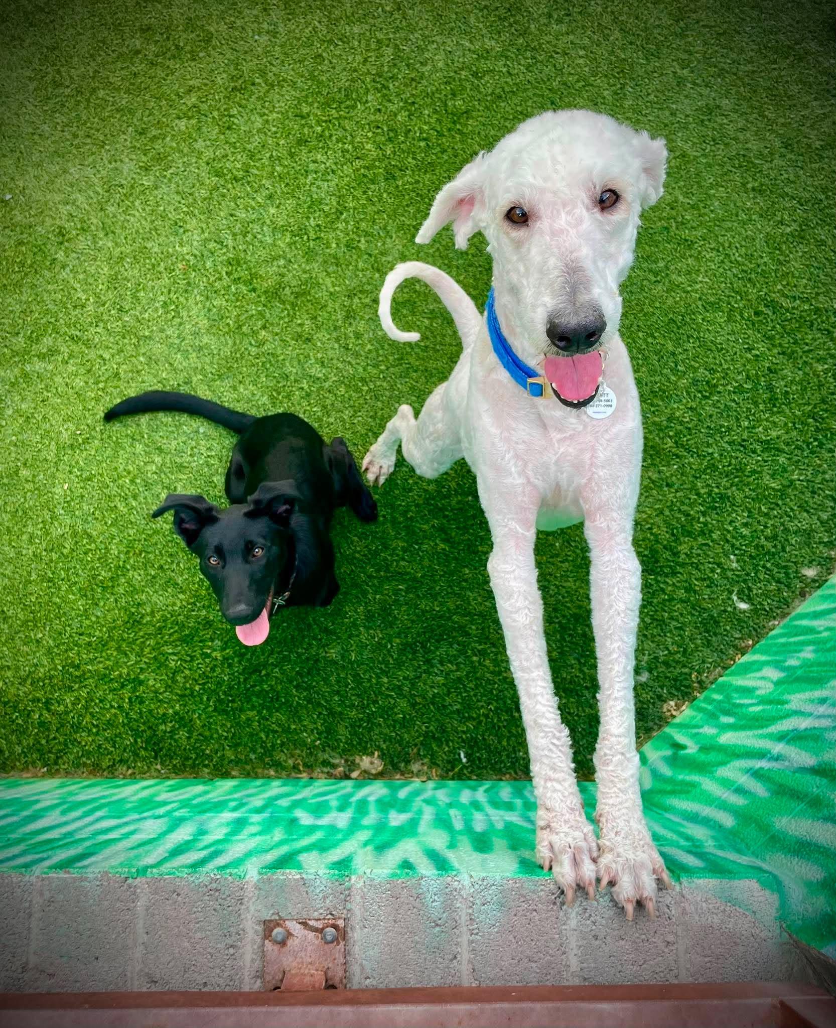 Enlarge Boone, an adopted Labradoodle in Phoenix, AZ image 6/6