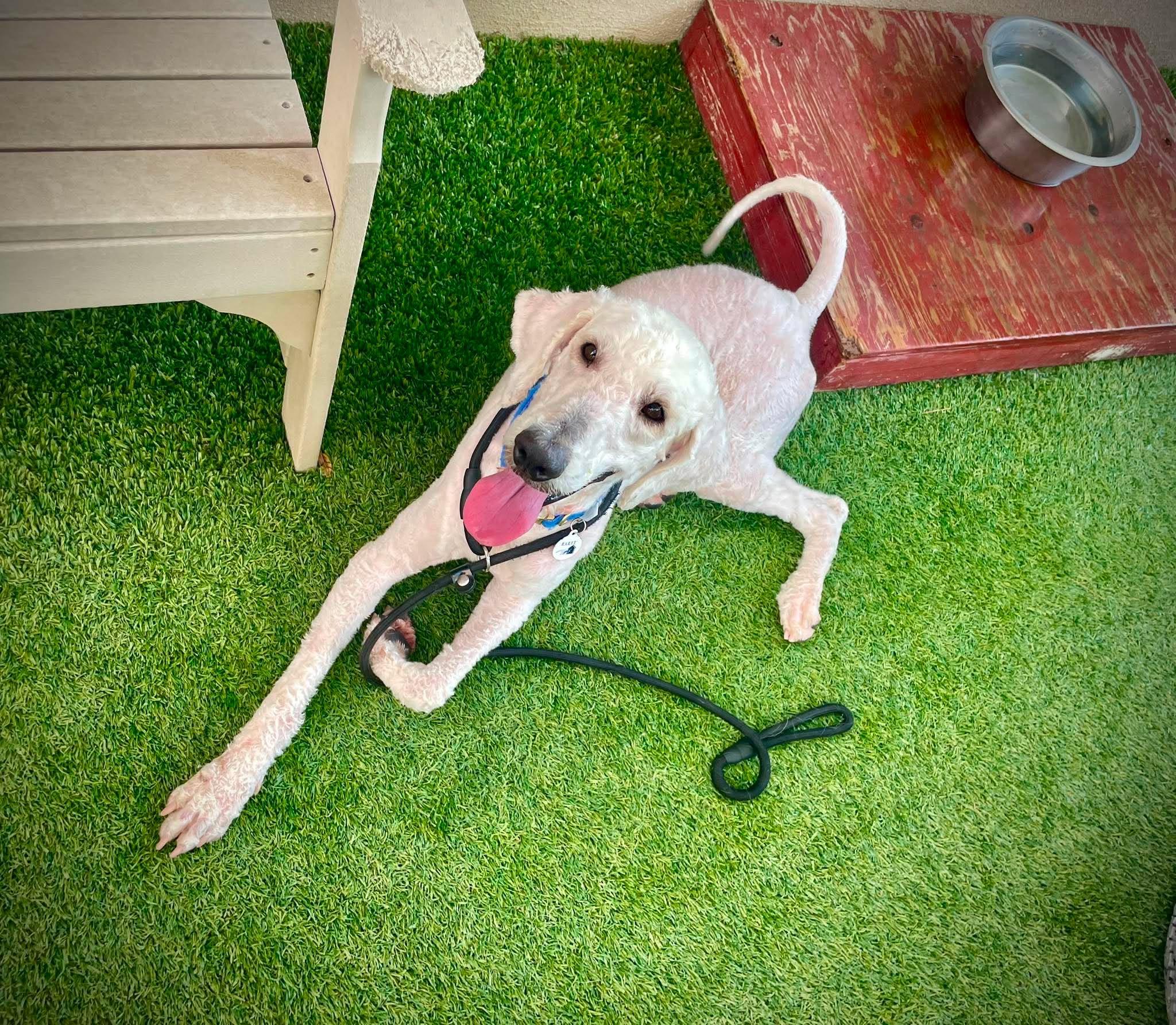 Enlarge Boone, an adopted Labradoodle in Phoenix, AZ image 2/6