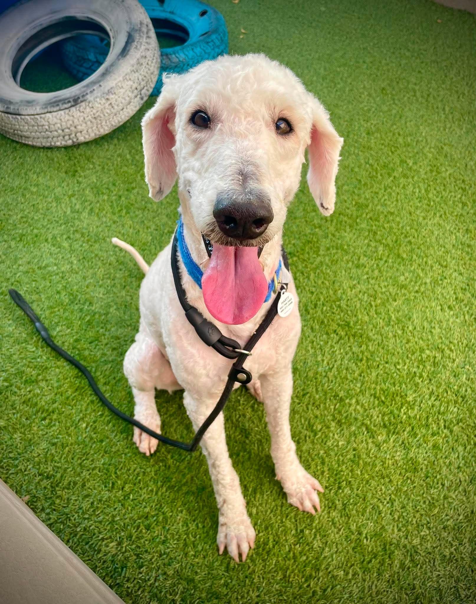 Enlarge Boone, an adopted Labradoodle in Phoenix, AZ image 4/6