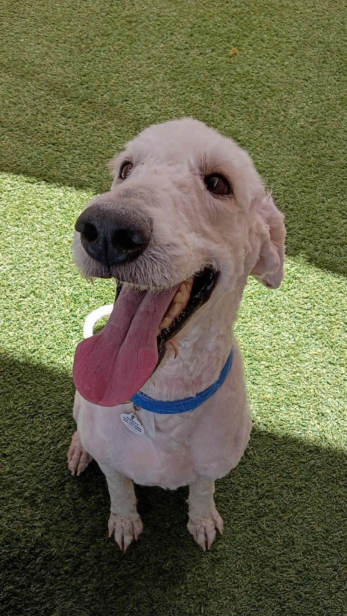 Enlarge Boone, an adopted Labradoodle in Phoenix, AZ image 3/6