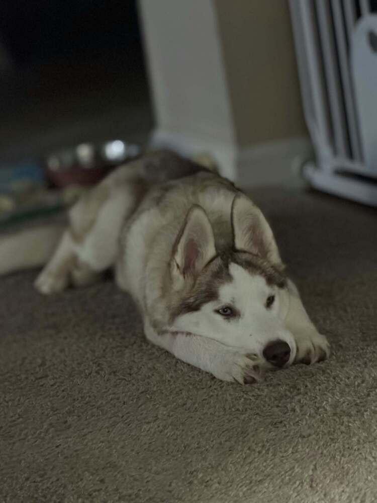 Jinx, Adoptable, Puppy Female Husky.