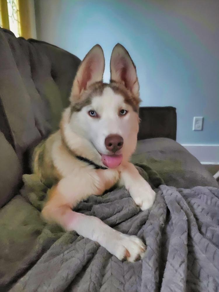 Enlarge Jinx, a Adoptable mixed breed in Wake Forest, NC image 3/6