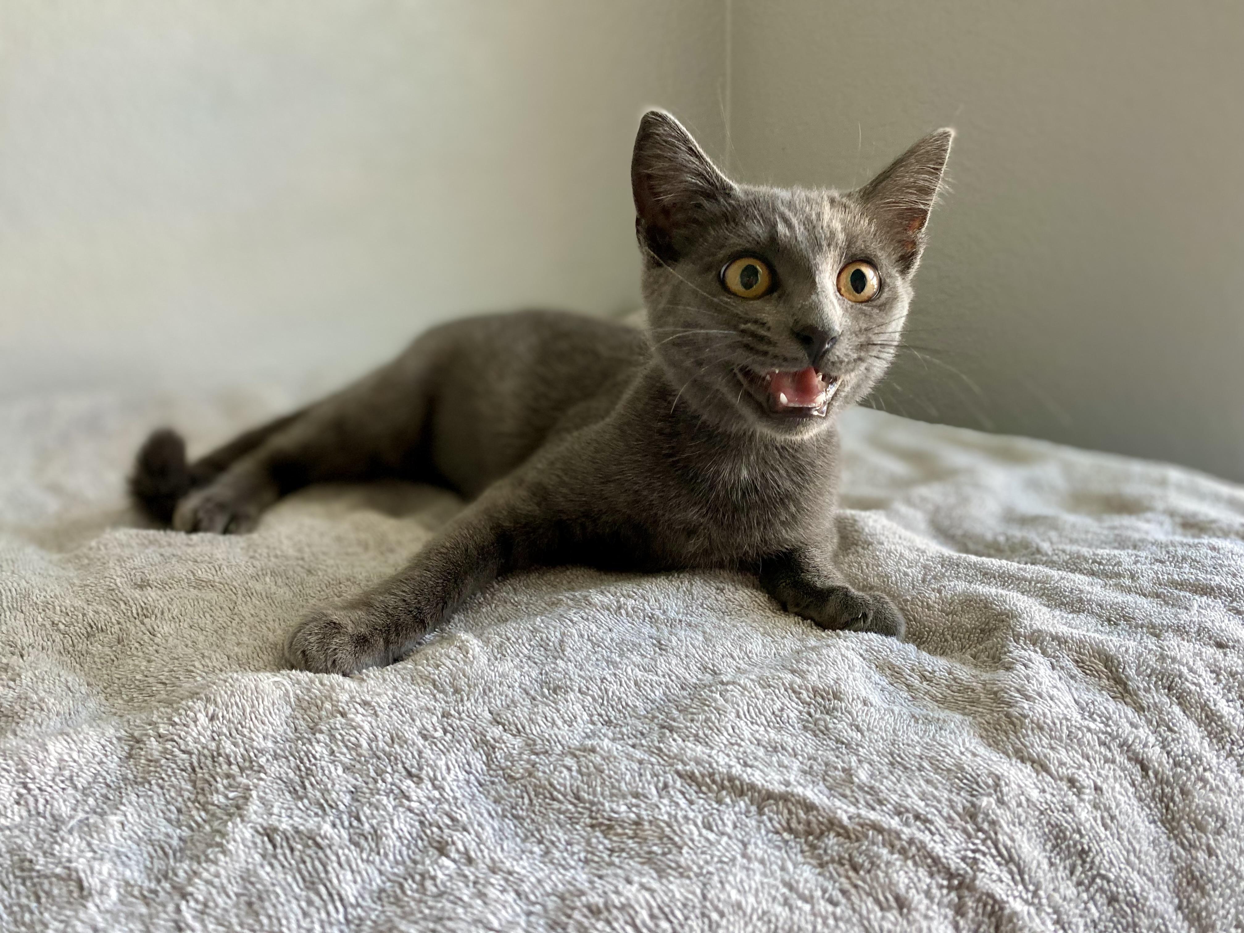 Enlarge Griselda, a Adopted Russian Blue in Elk Grove, CA image 1/5
