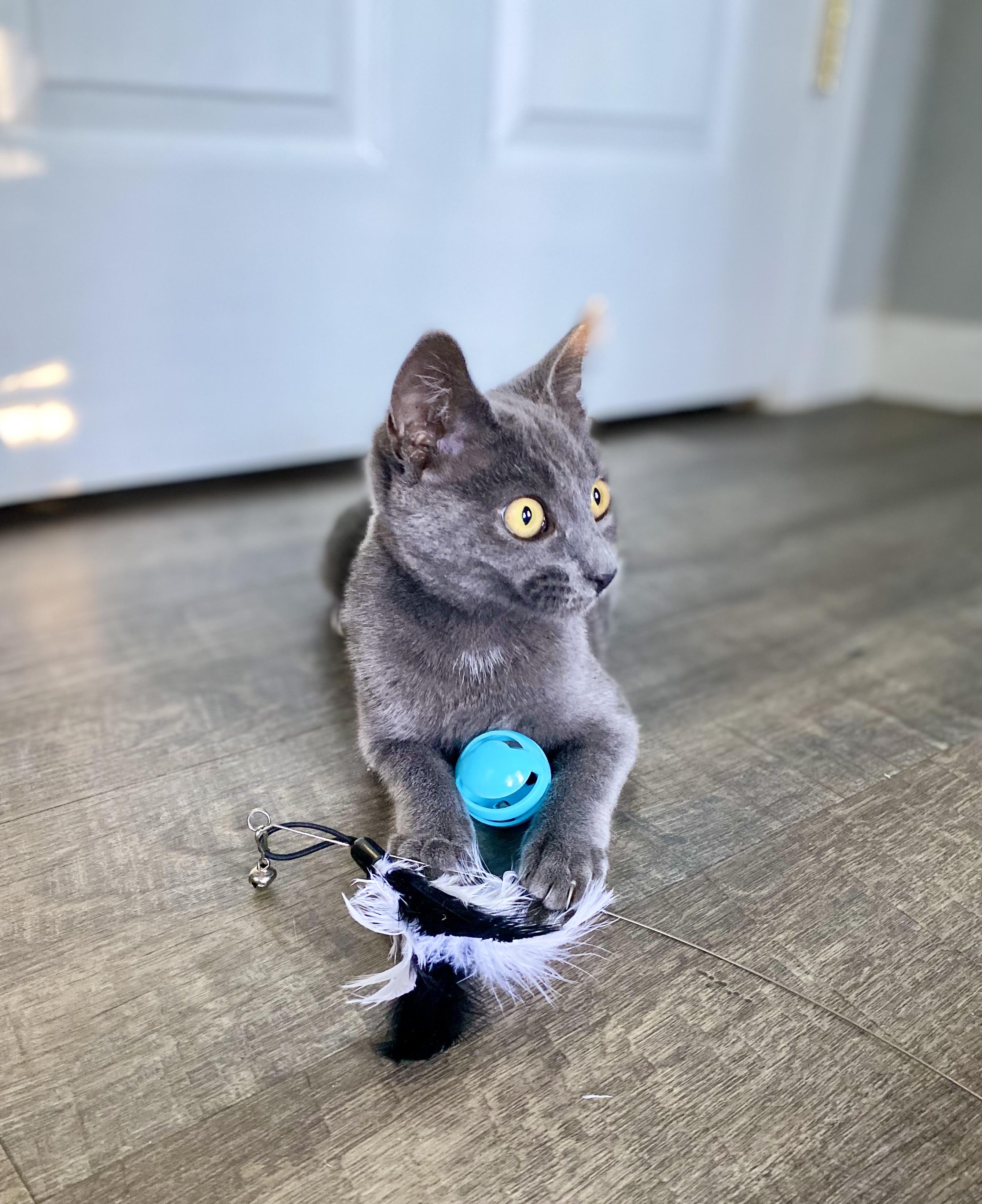 Enlarge Griselda, a Adopted Russian Blue in Elk Grove, CA image 2/5