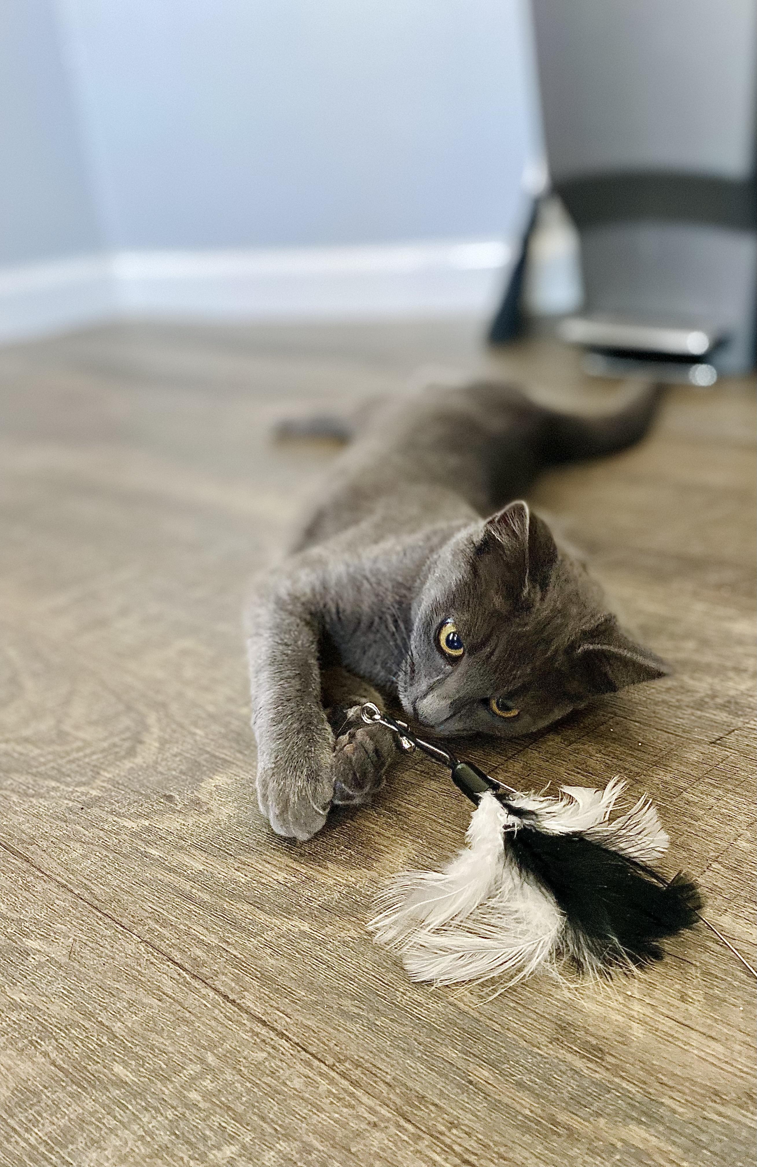 Enlarge Griselda, a Adopted Russian Blue in Elk Grove, CA image 3/5