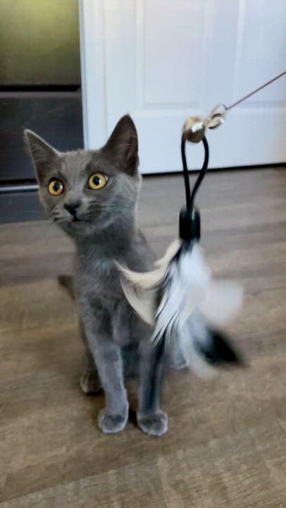 Enlarge Griselda, a Adopted Russian Blue in Elk Grove, CA video 4/5