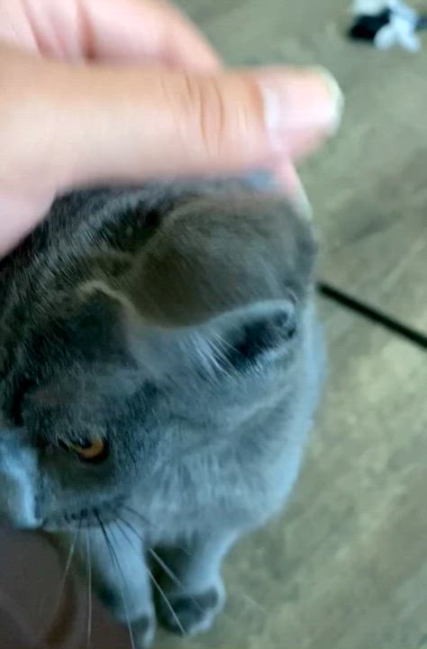 Enlarge Griselda, a Adopted Russian Blue in Elk Grove, CA video 5/5