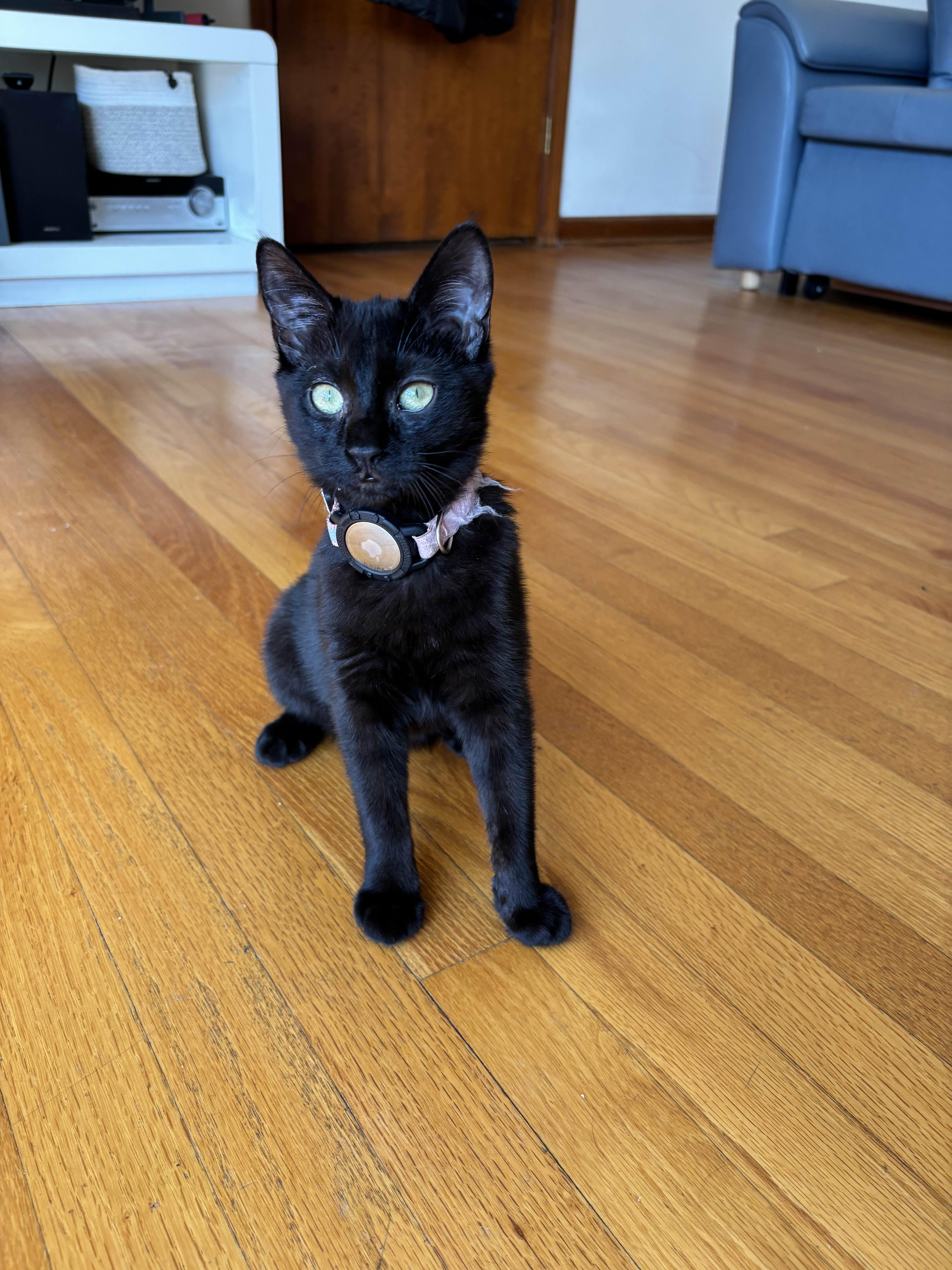 Enlarge Paris Hilton, an adopted Domestic Short Hair in Weehawken, NJ image 6/6