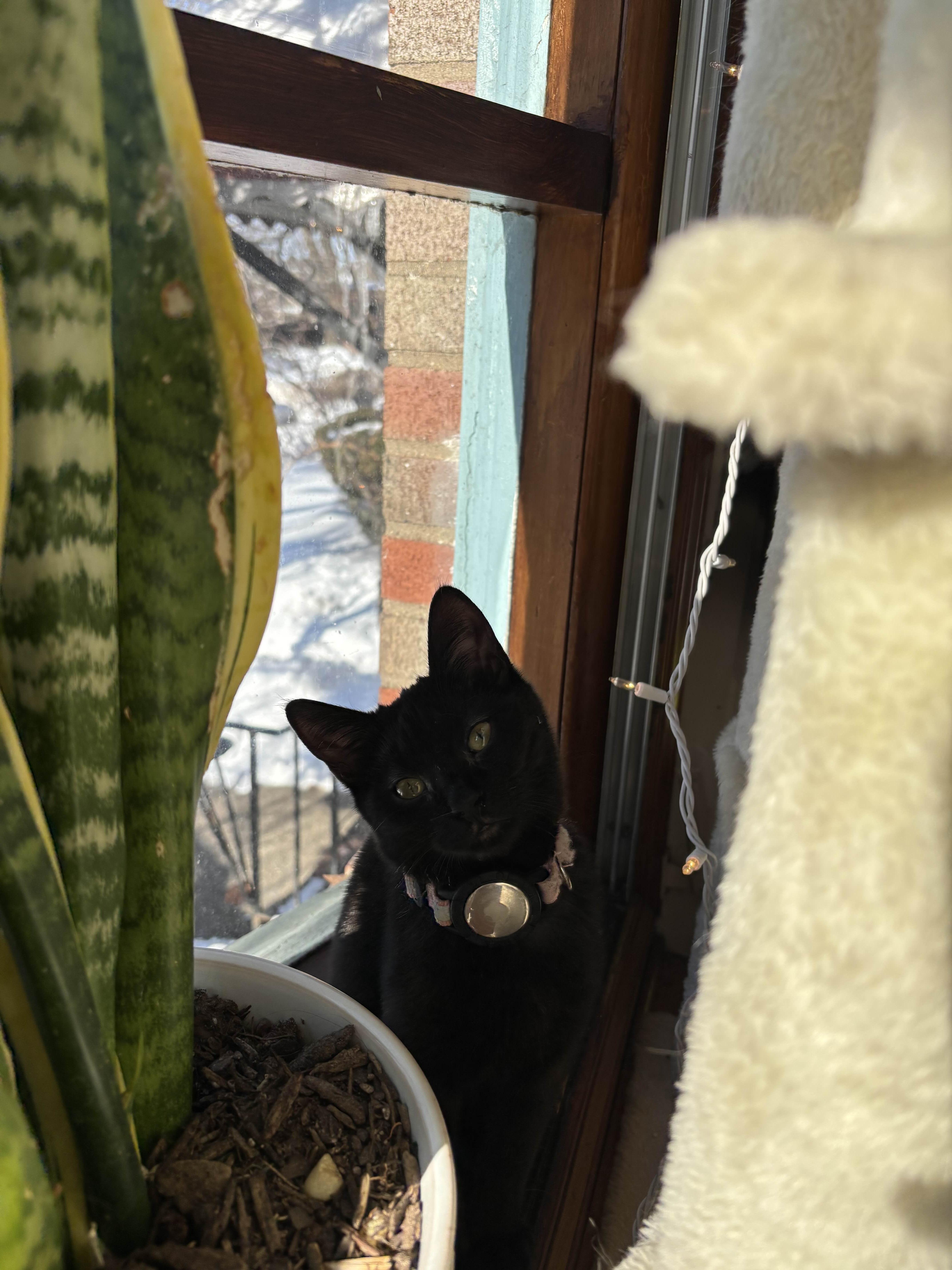 Paris Hilton, a ADOPTABLE Domestic Short Hair in Weehawken, NJ image 2/6