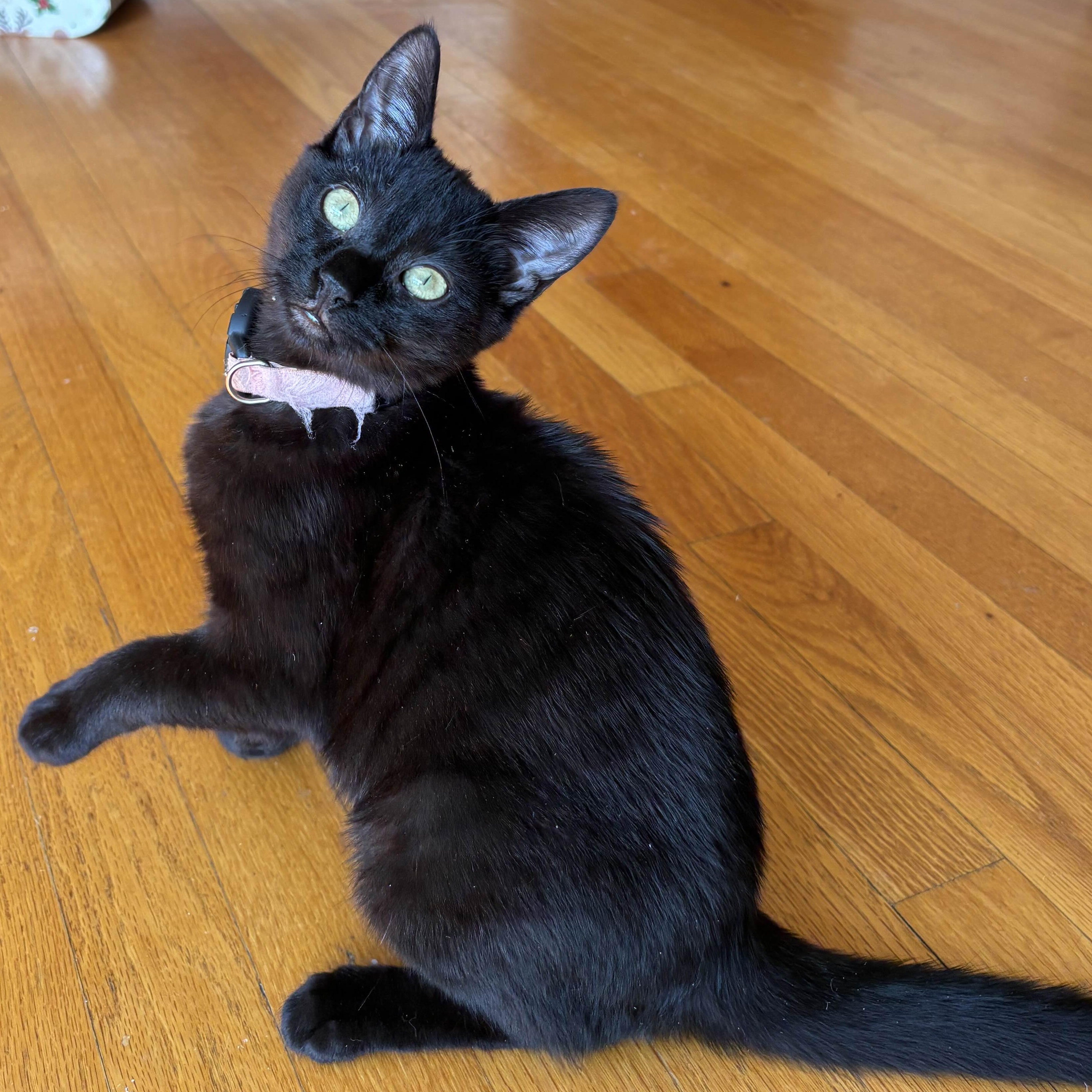 Paris Hilton, ADOPTABLE, Kitten Female Domestic Short Hair.